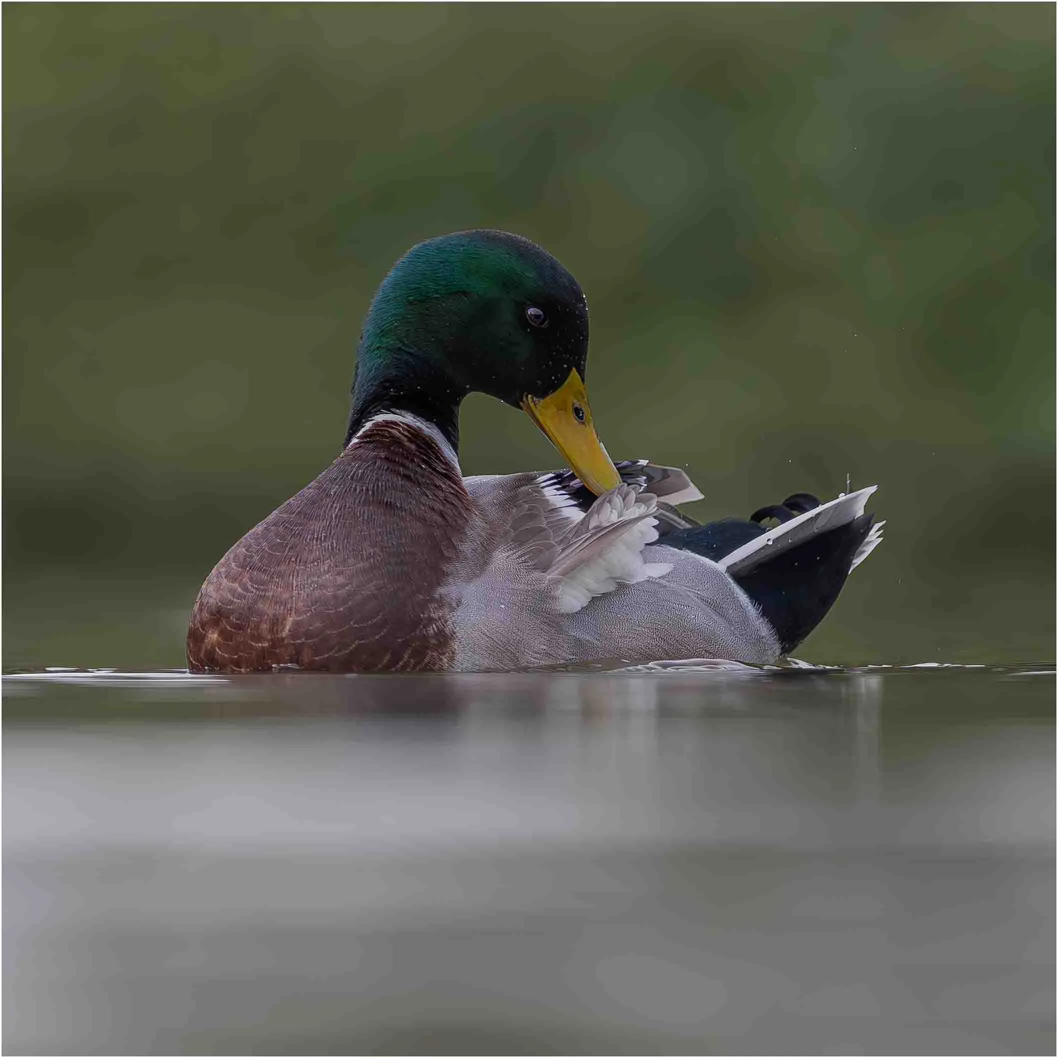 Preening Ducks