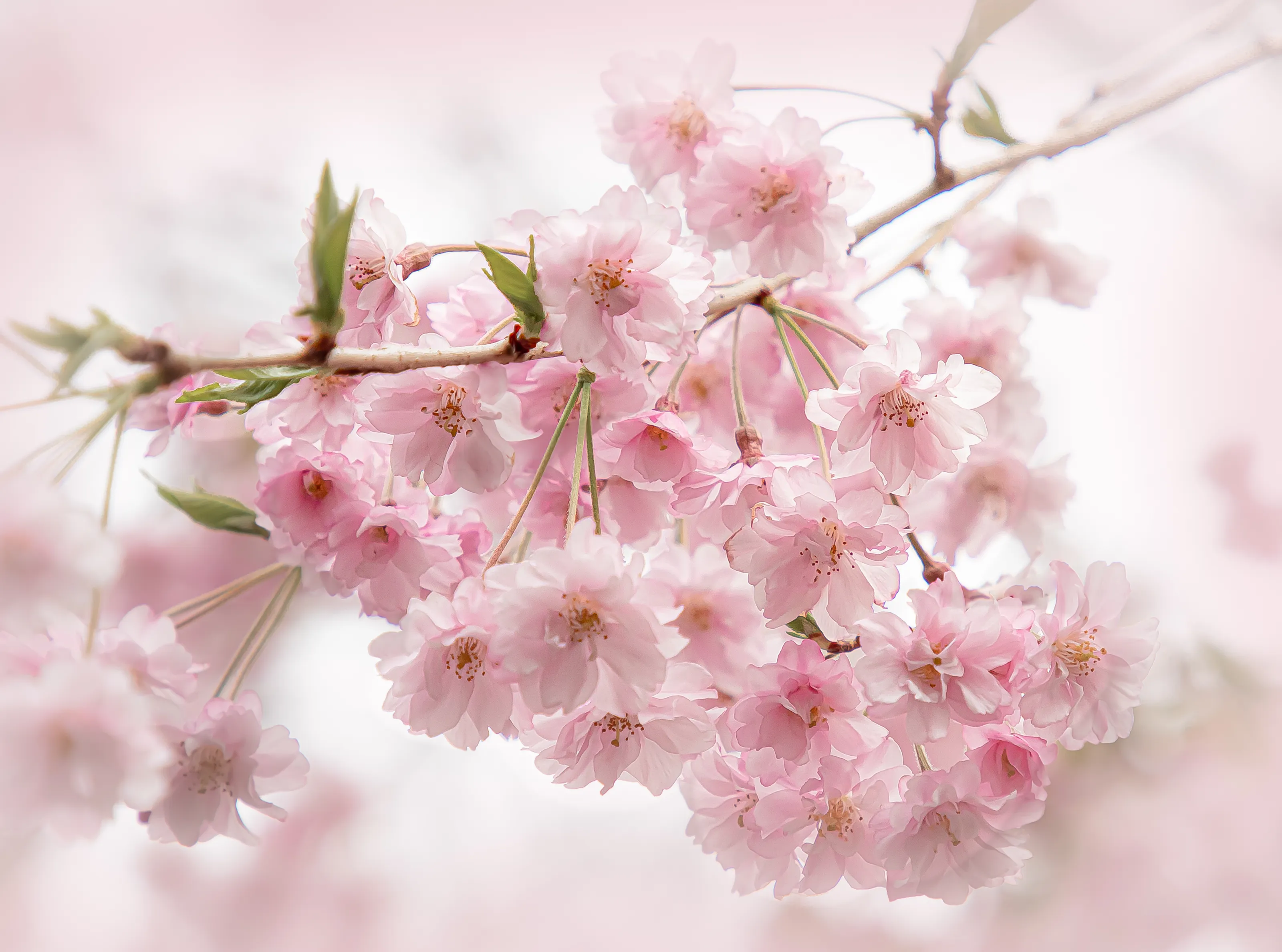 Pink in Nature