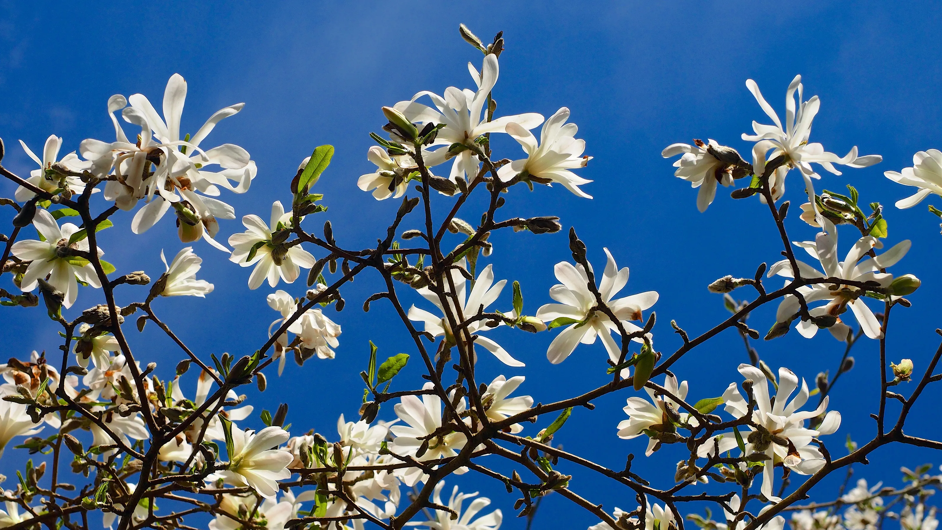 Magnolia Flowers and Magnolia Trees