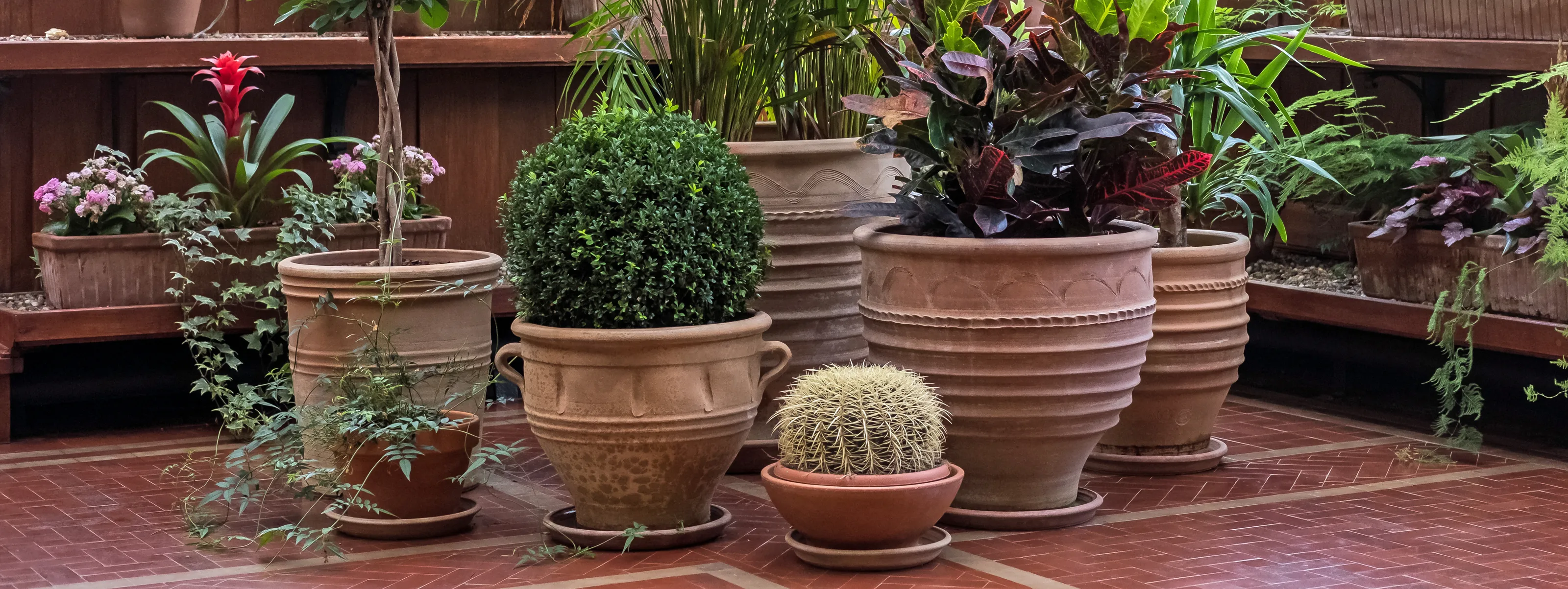 Plant Pots and Potted Plants