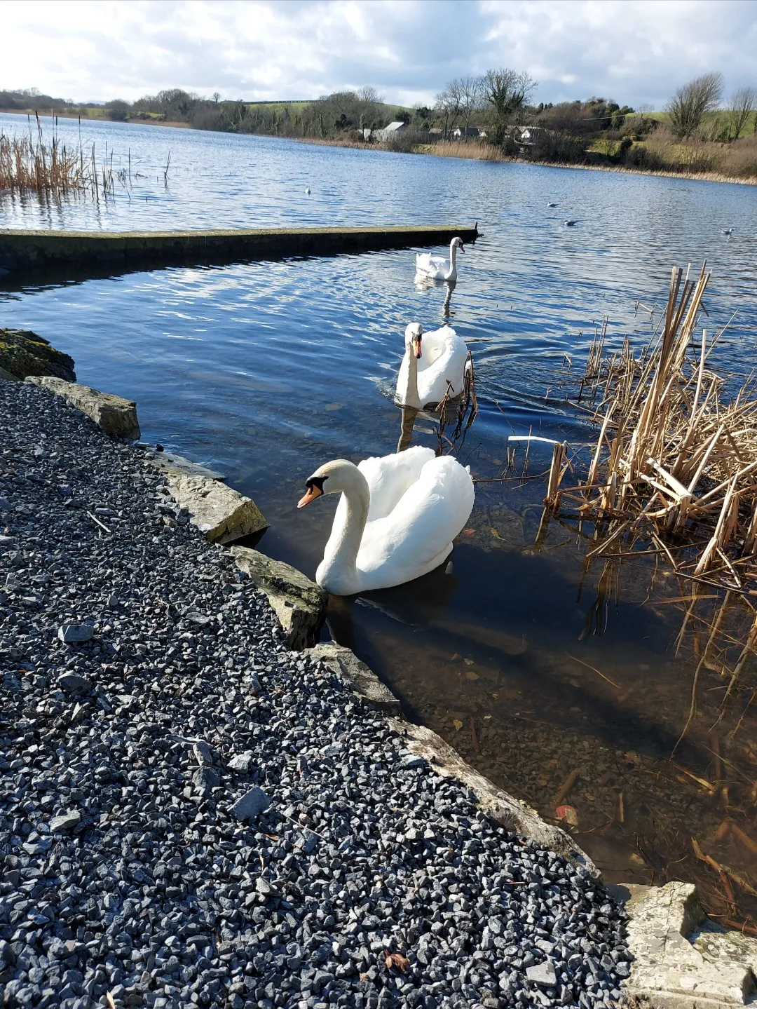 Swans