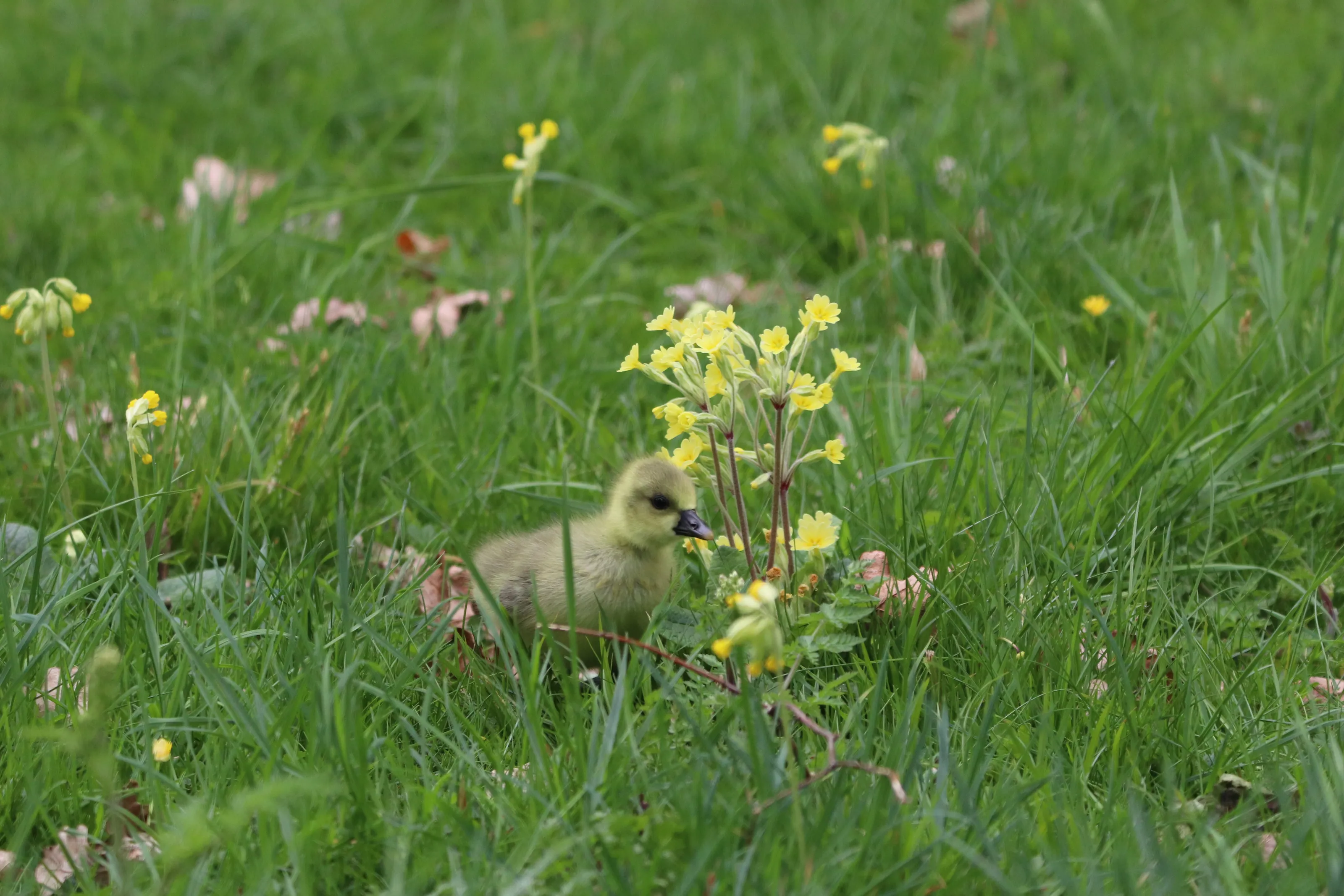 Spring has Sprung