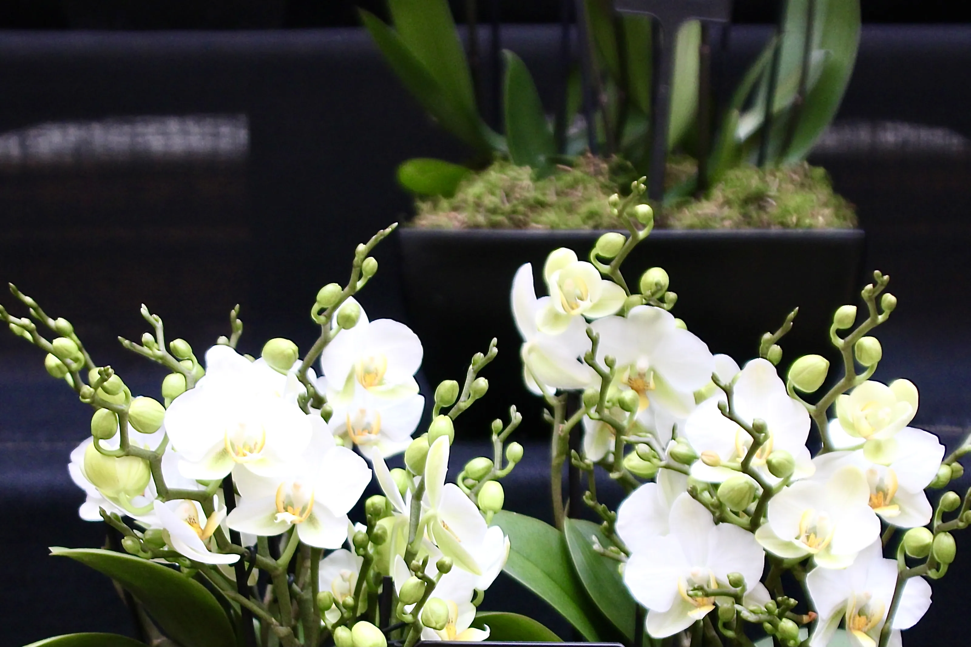 Orchid Plants in Bloom (in colour)