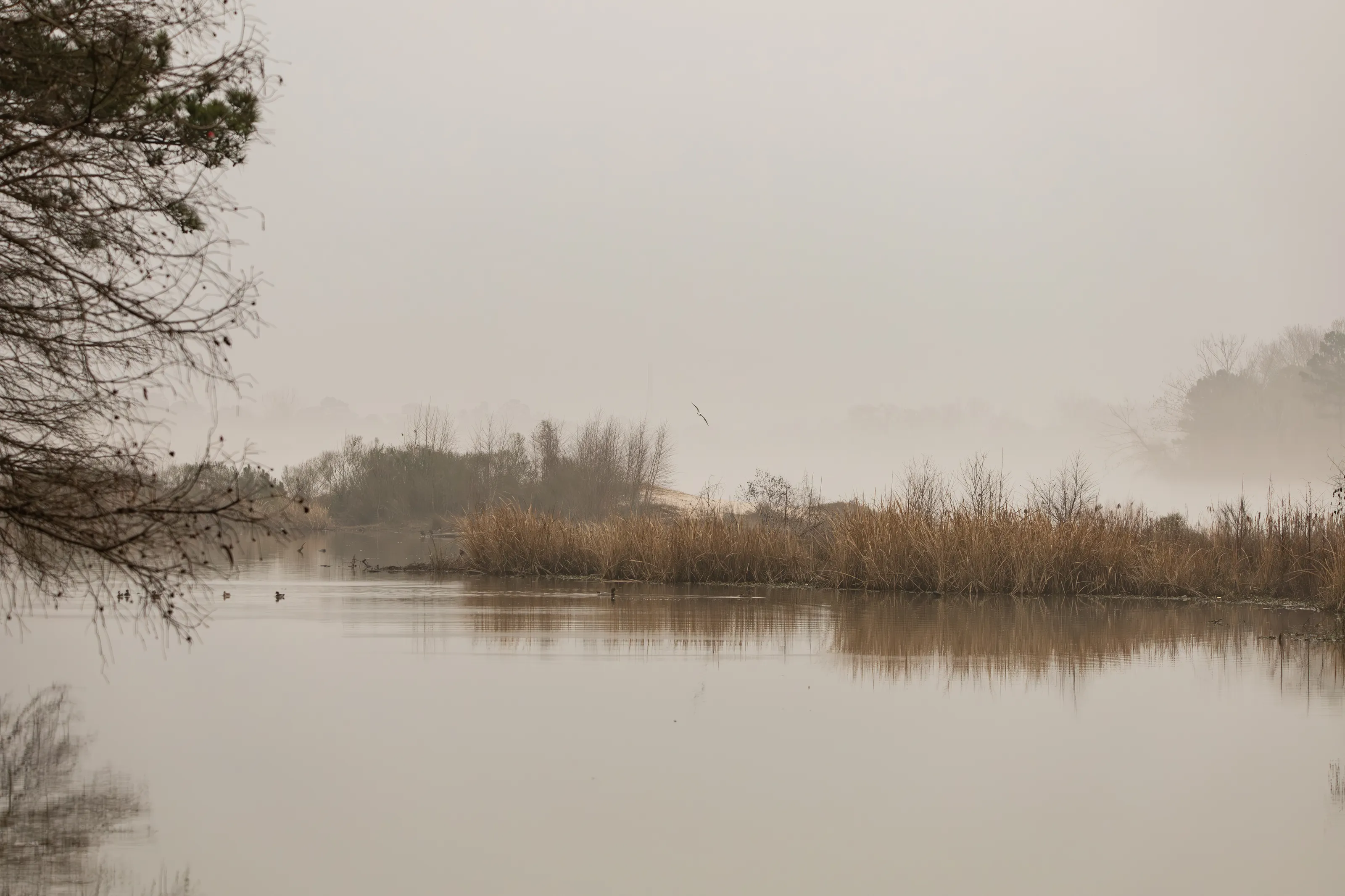 Scenes Enveloped in Mist and Fog