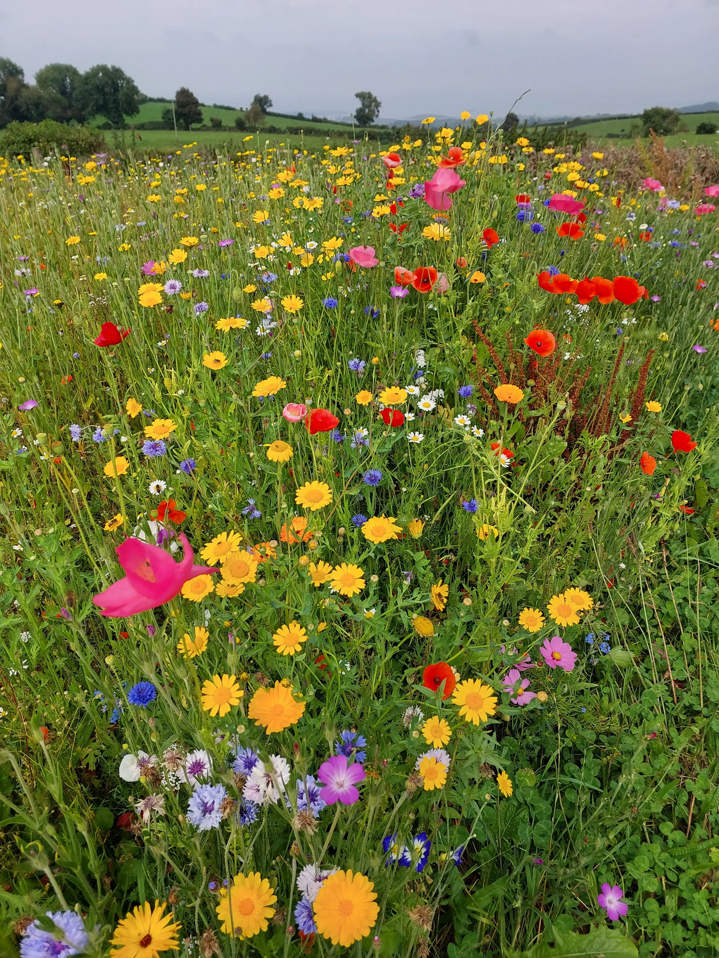 Fields of Flowers