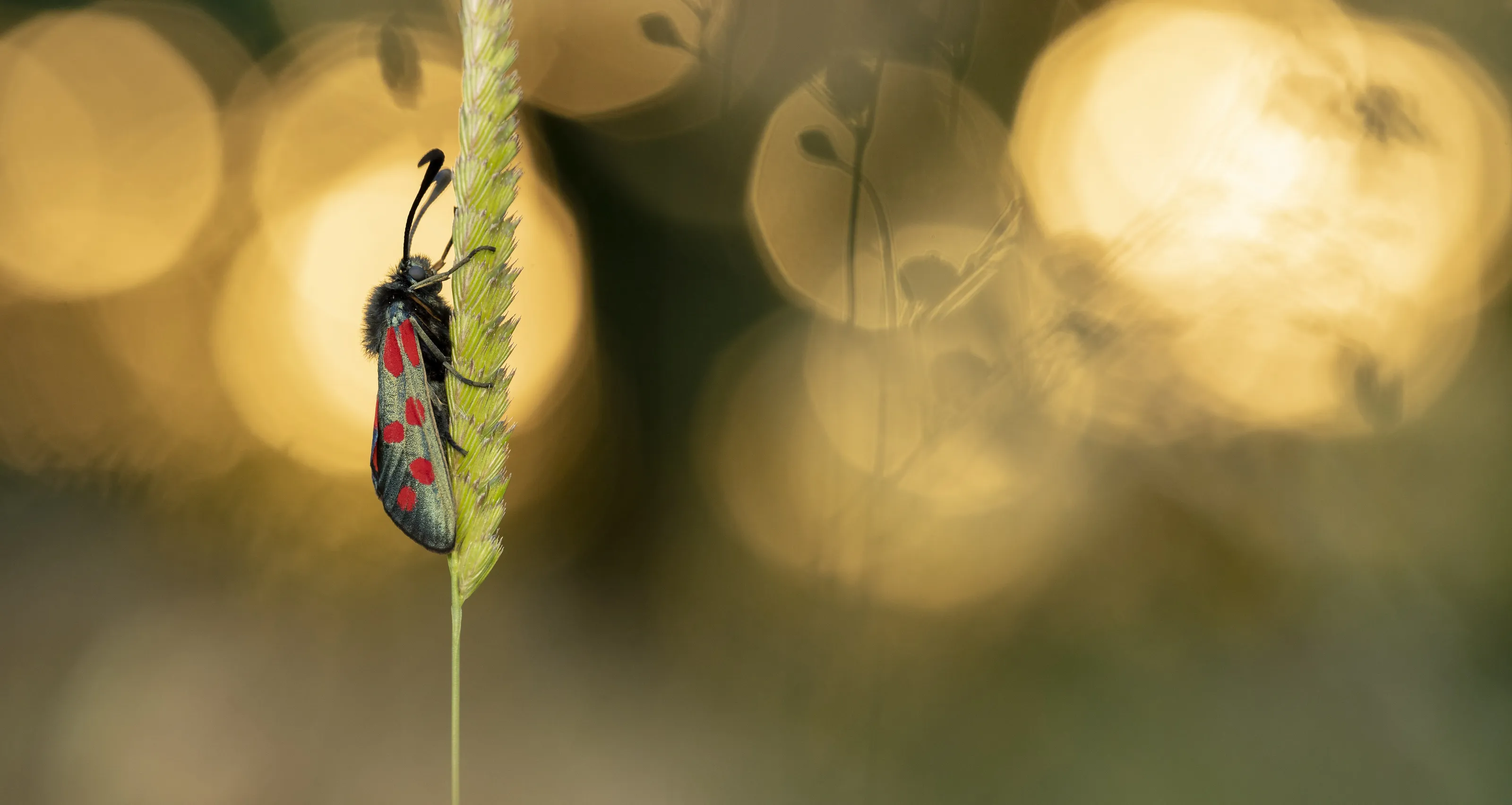Macro