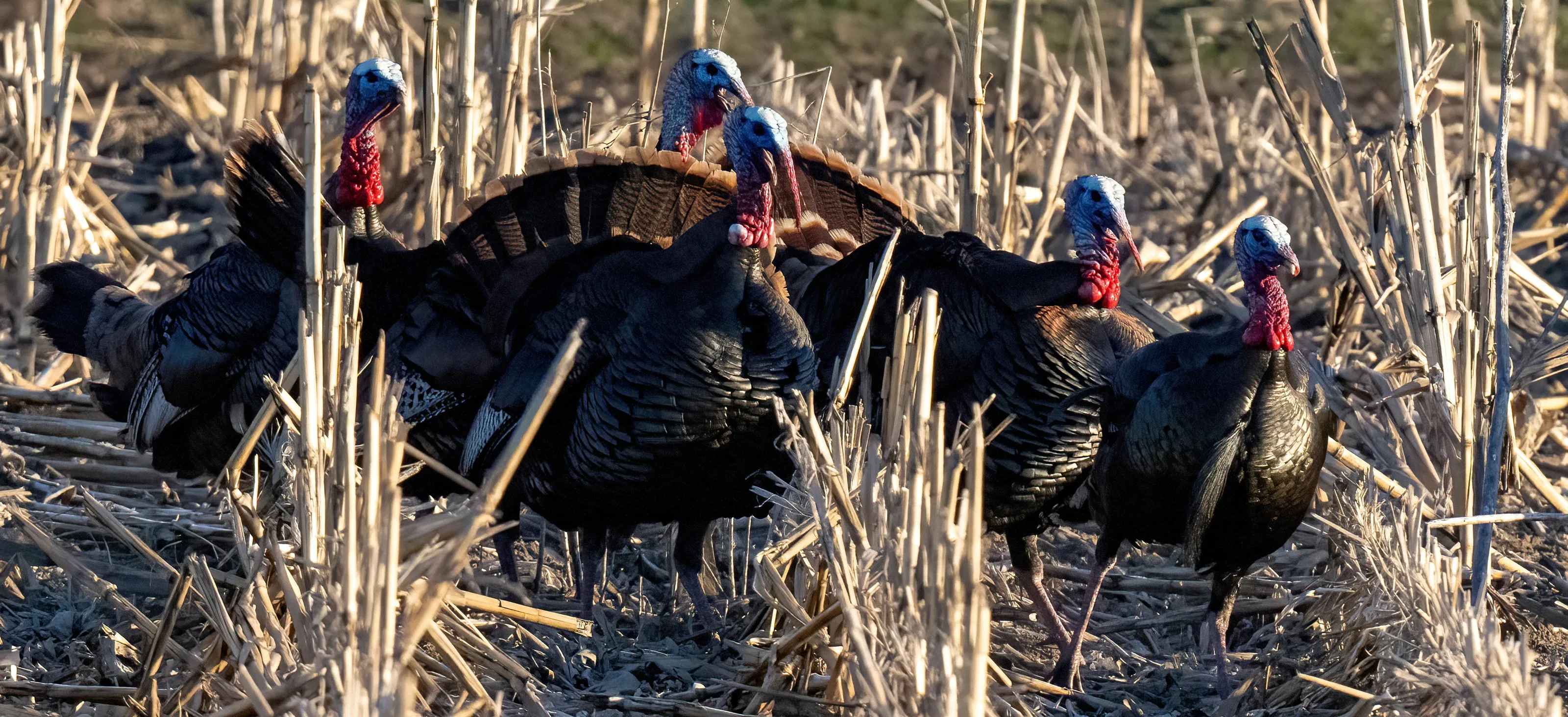 Wild Turkeys (in colour)