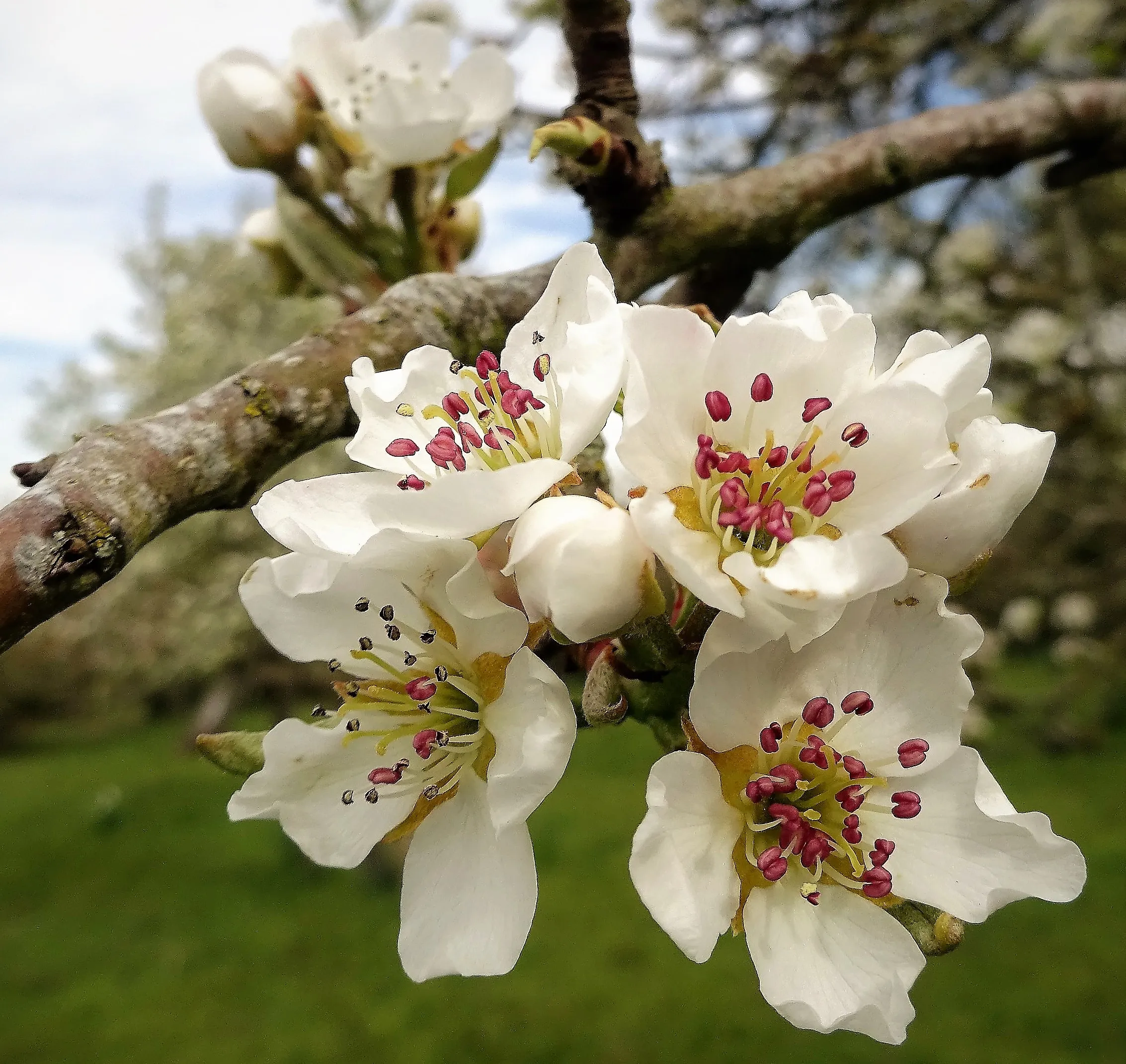 Tree Blossom in Close-up (in colour)