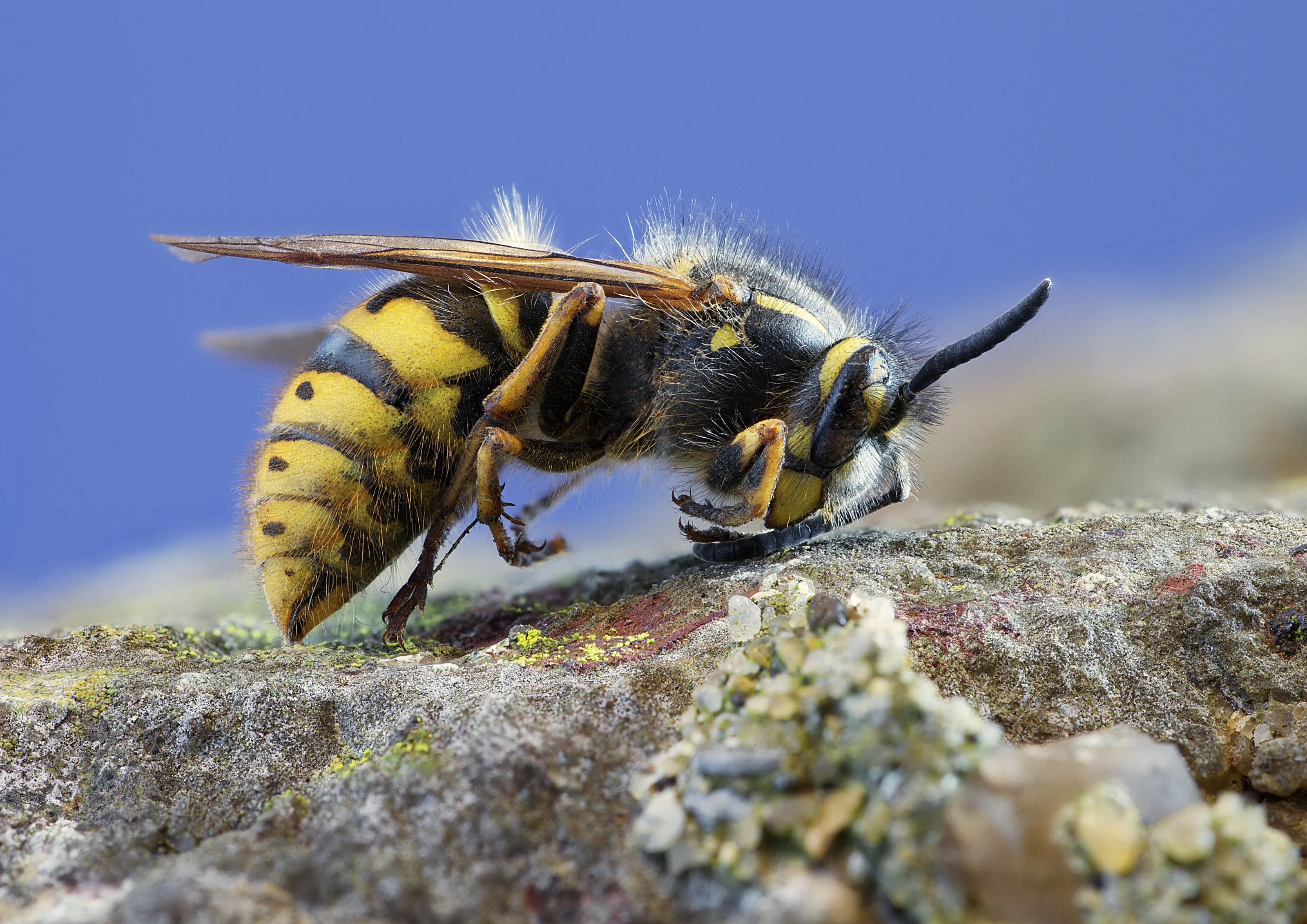 Insects and Arachnids that Sting
