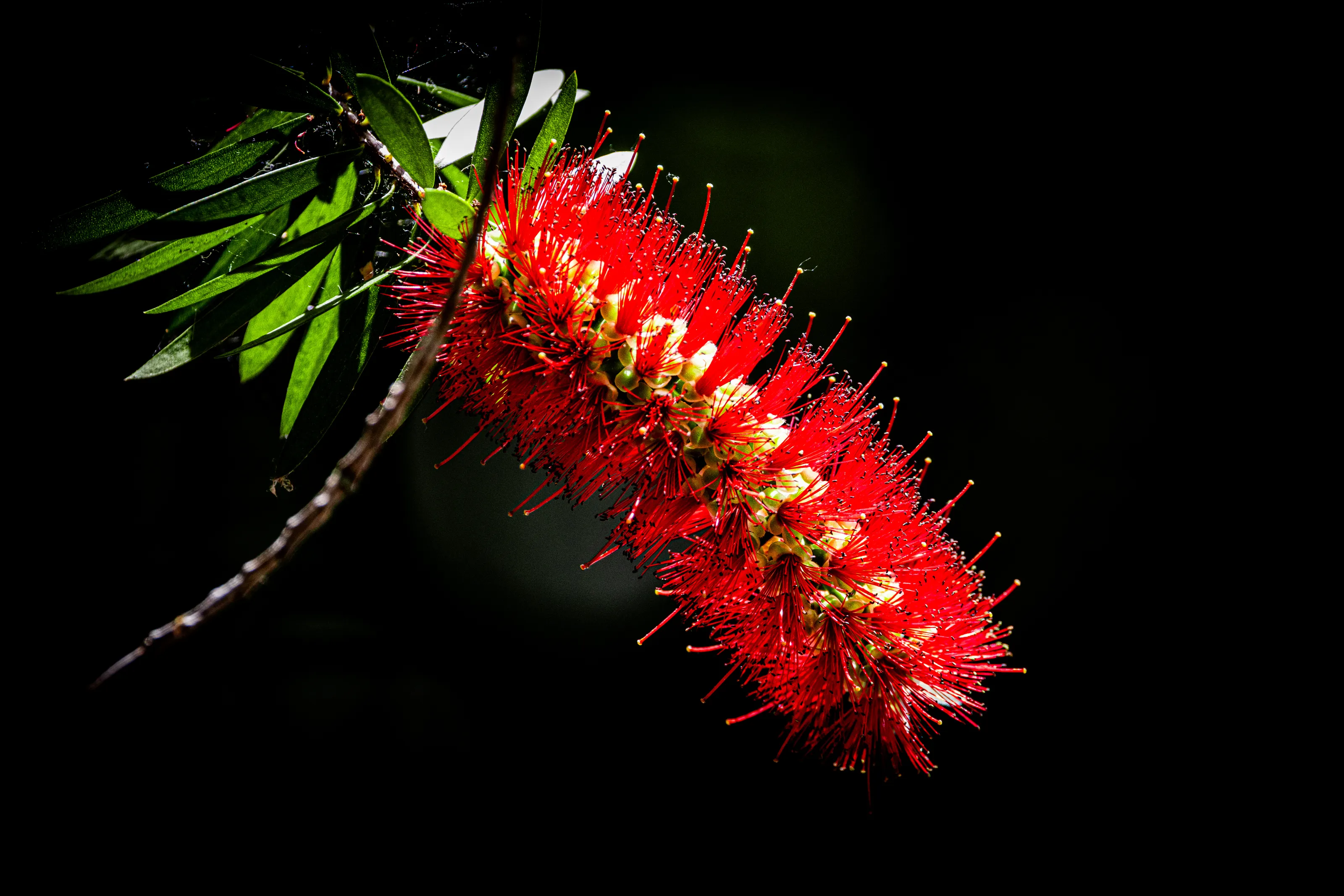 Bottlebrush Plants