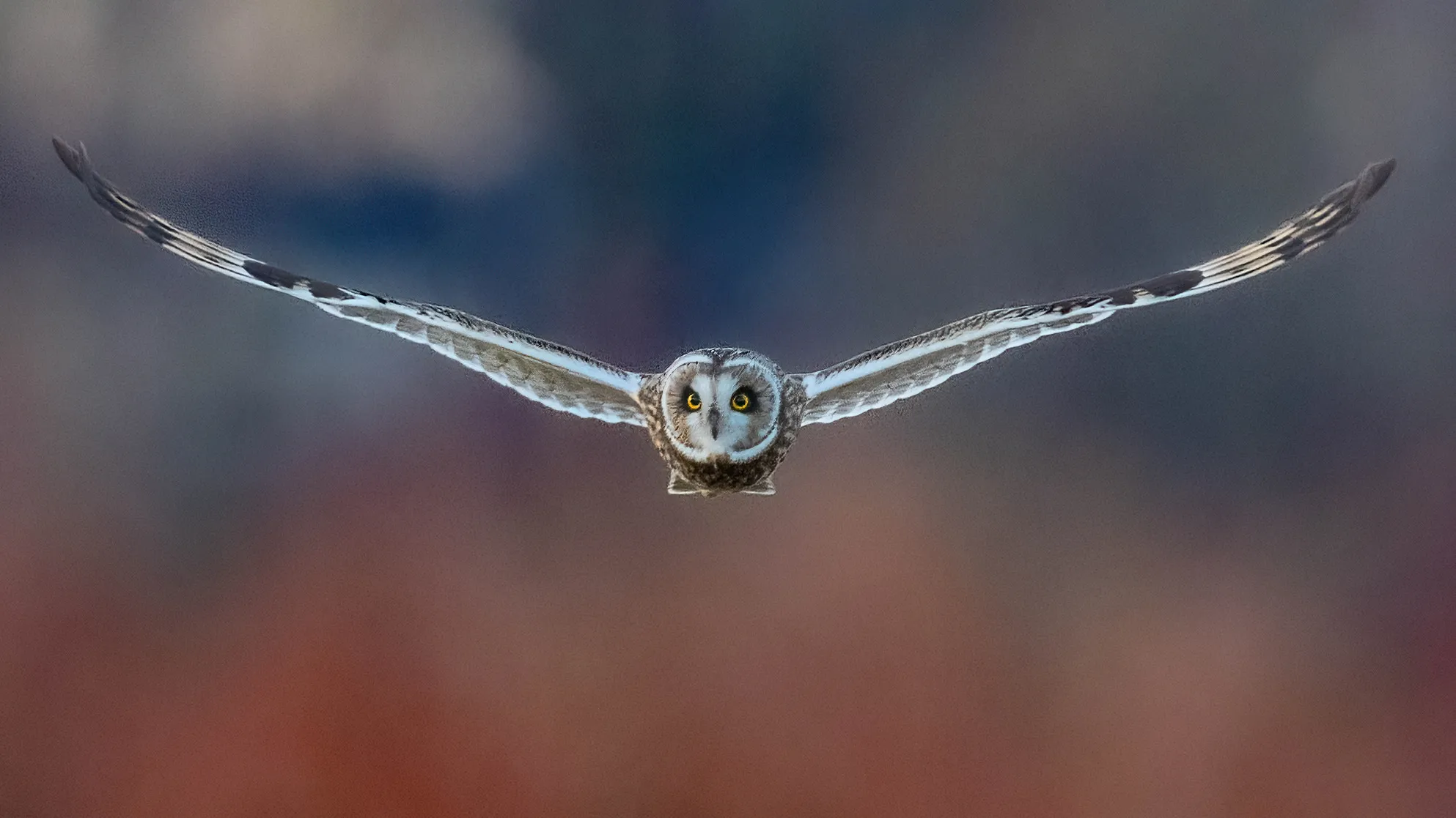 Wild Birds of Prey in Flight