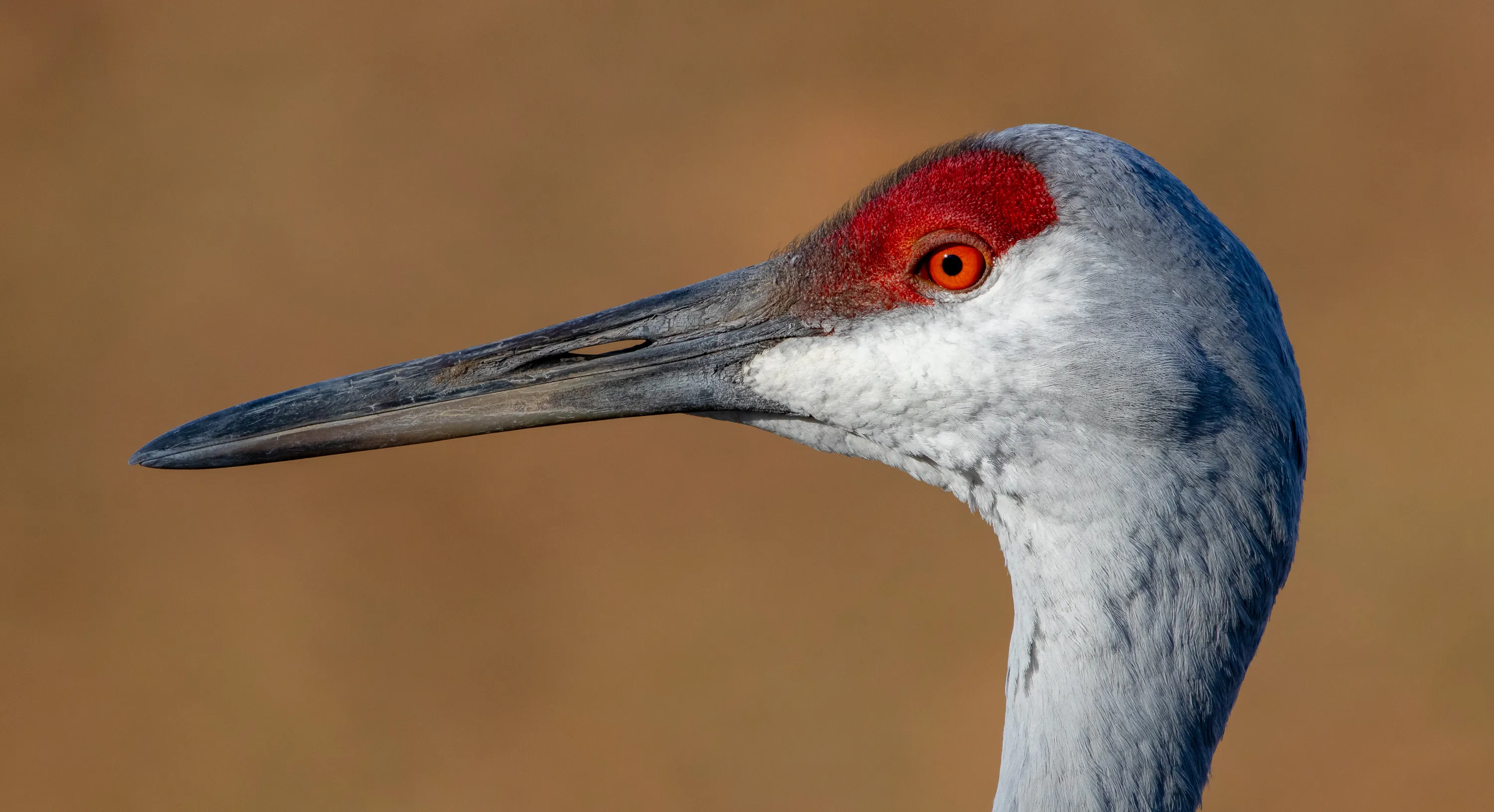 The Beak of a Bird (headshots only)