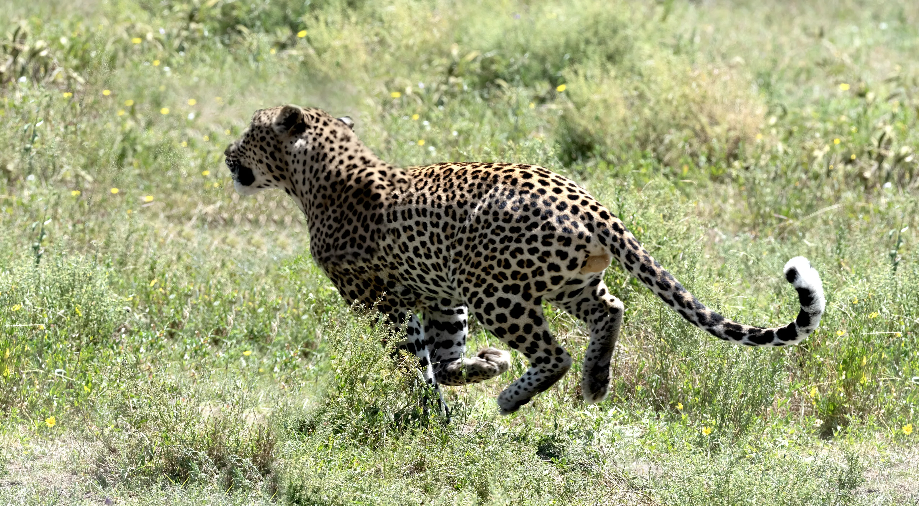 Wild Animals in Action