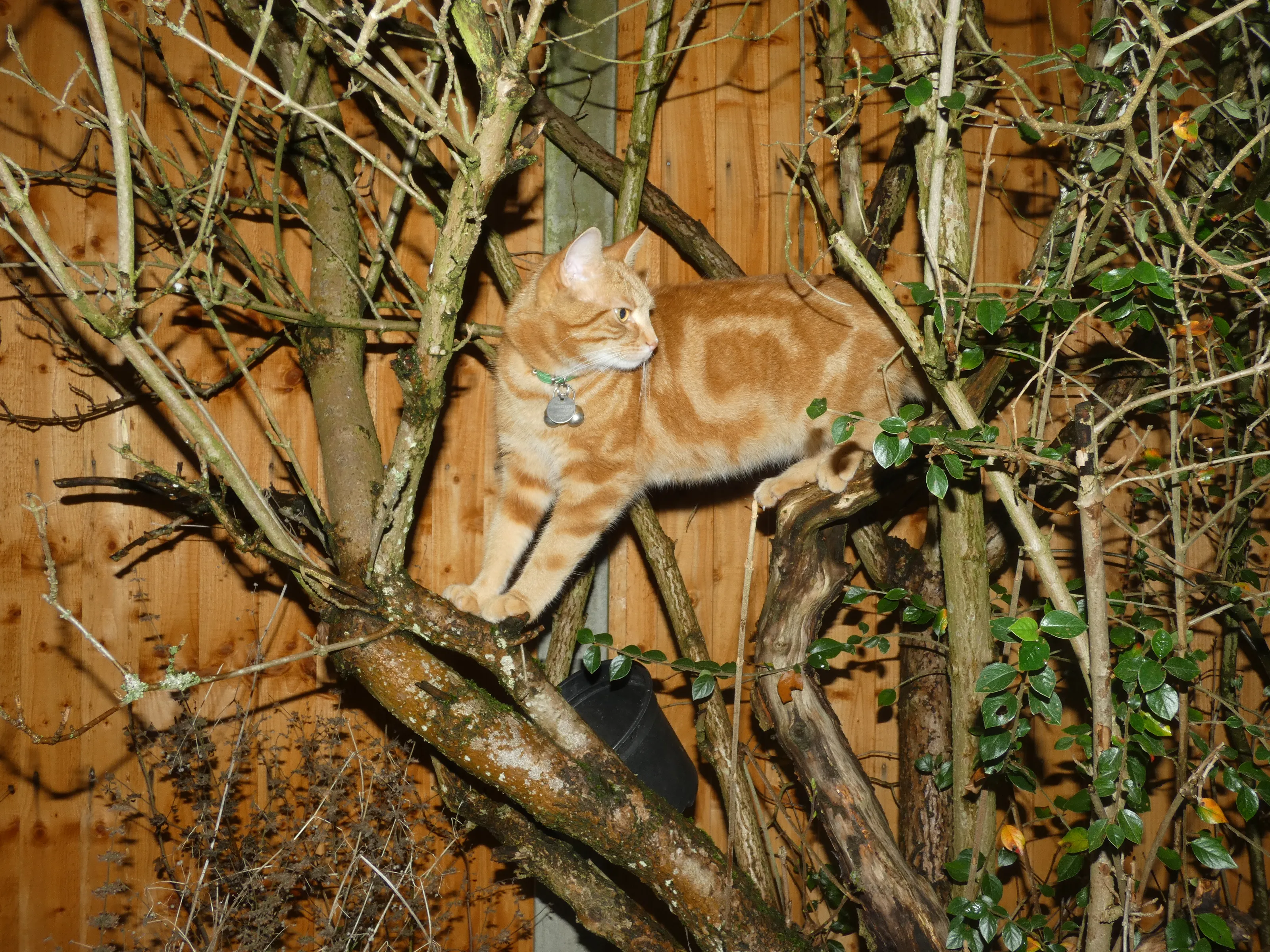 Orange and Ginger Animals (in colour)