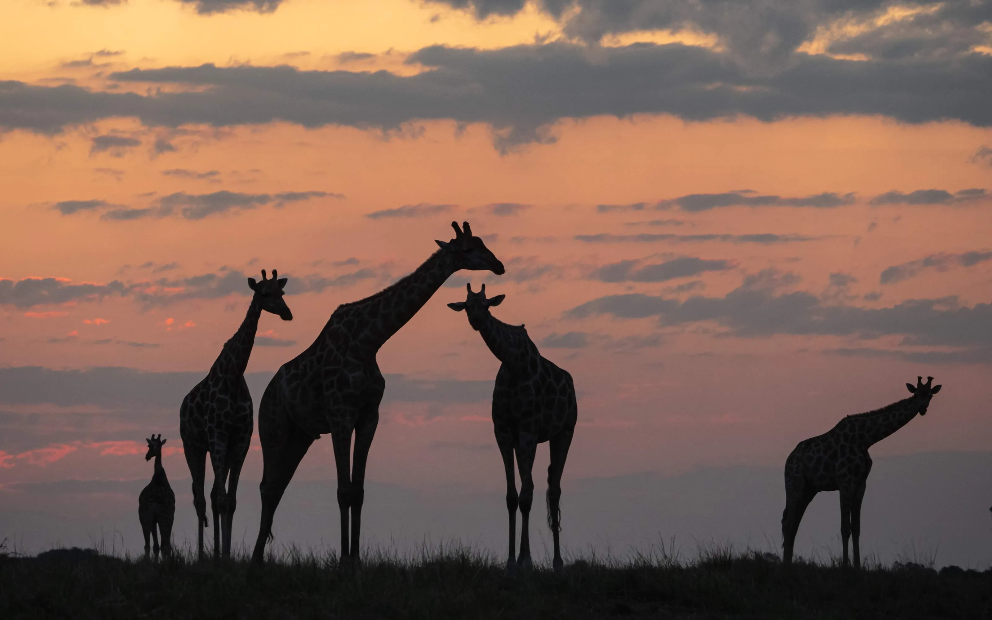 Giraffes