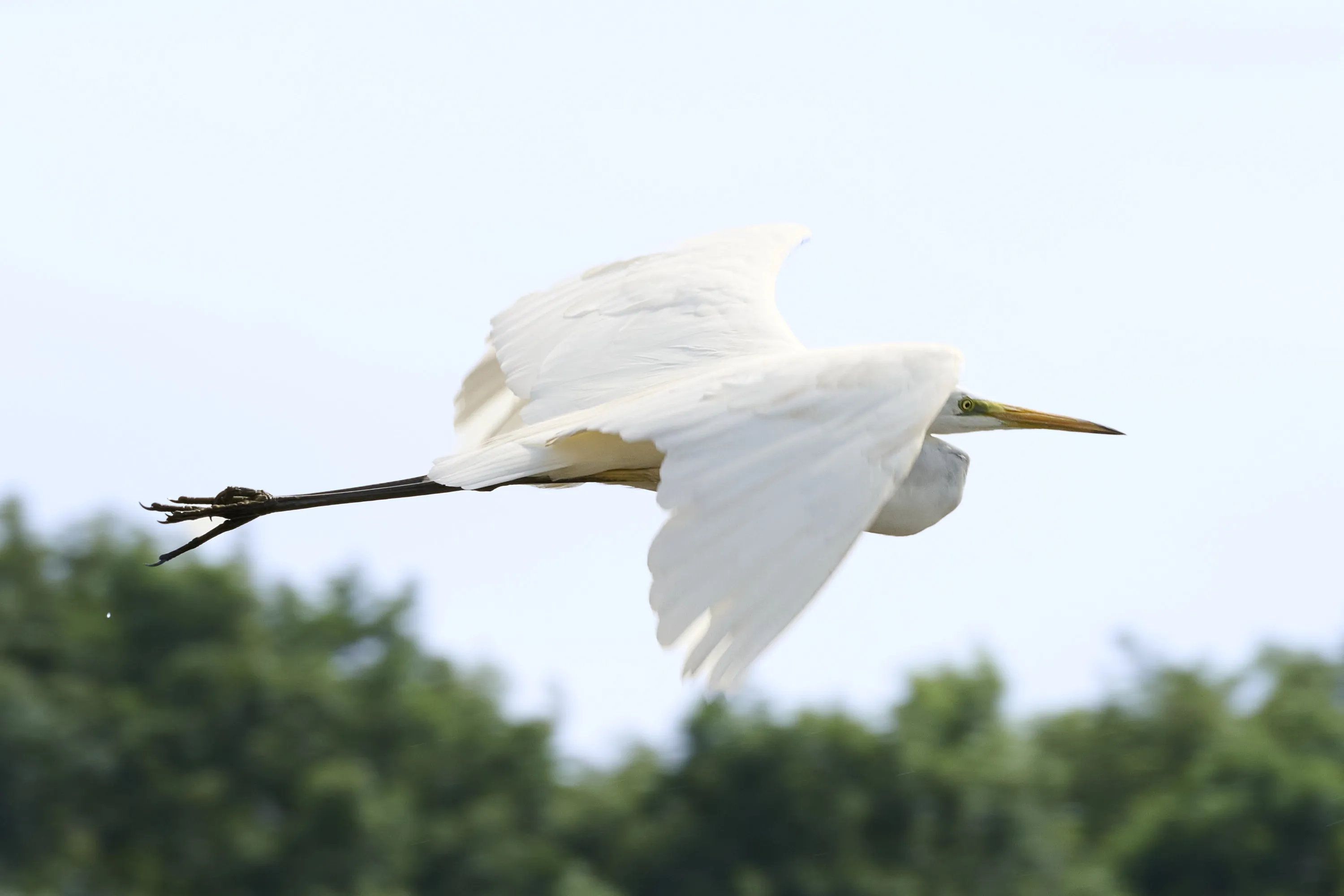 Herons, Egrets and Bitterns