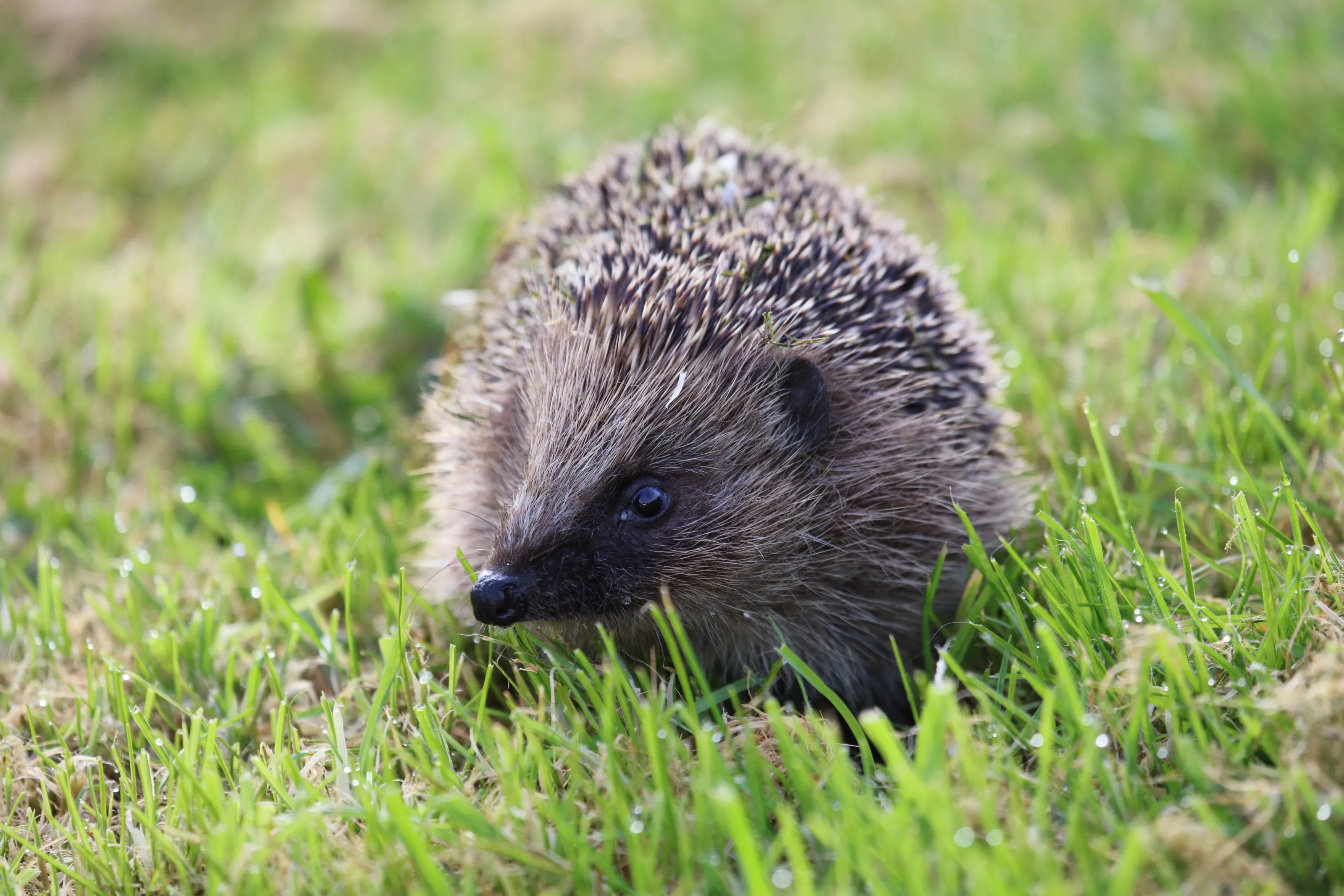 Hedgehogs