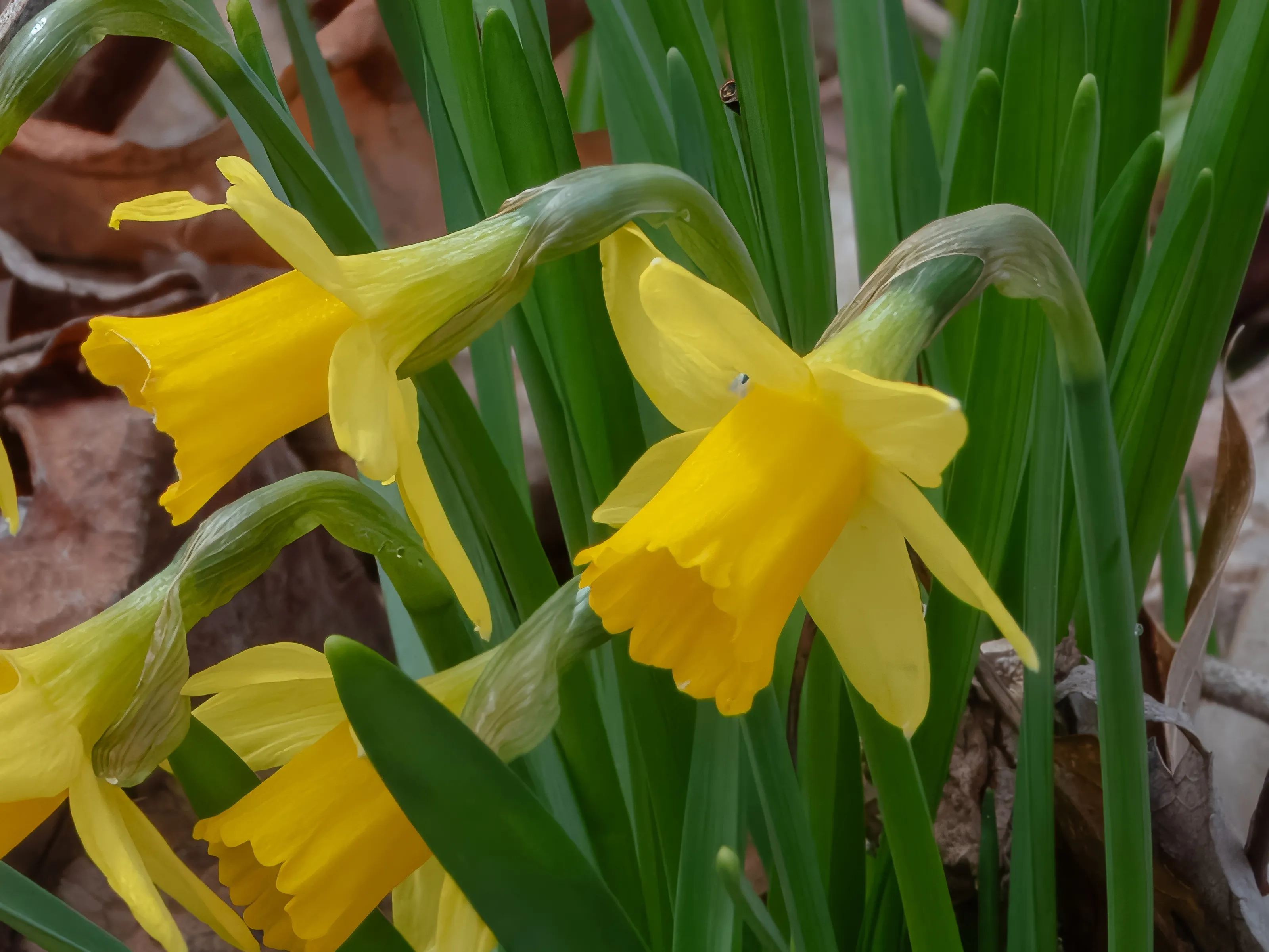 Daffodils