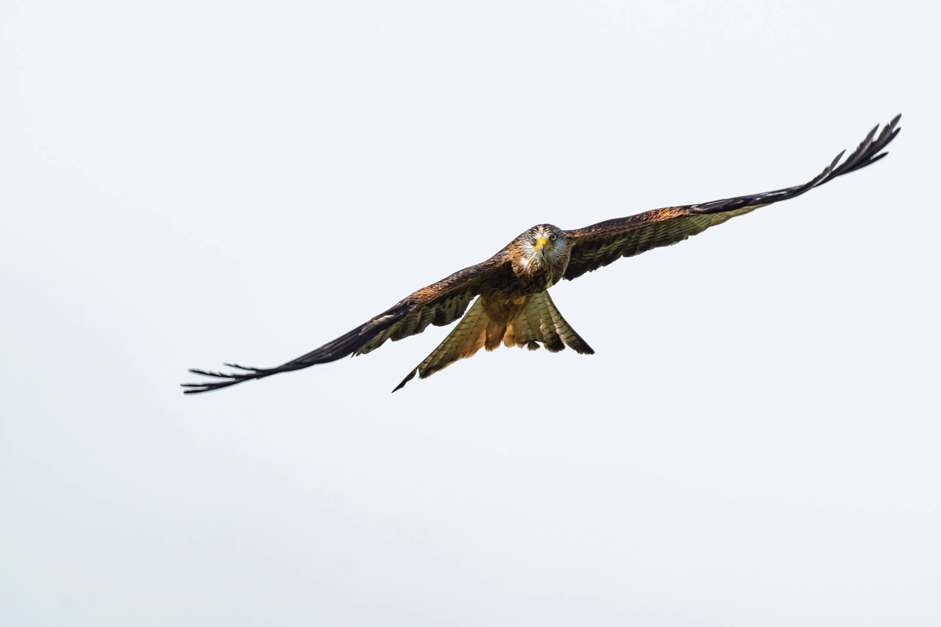 Wild Birds of Prey Found in the UK (in colour)