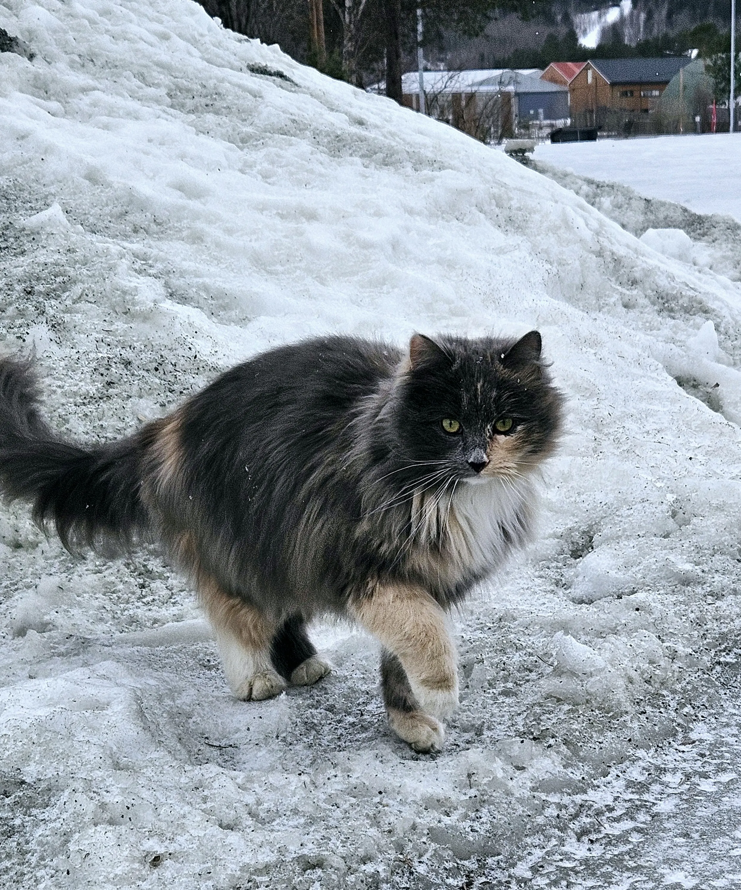 Long-Haired Cats