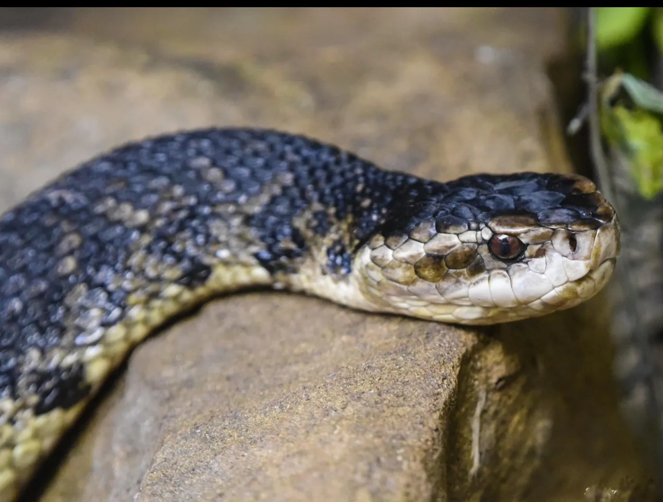 Reptiles