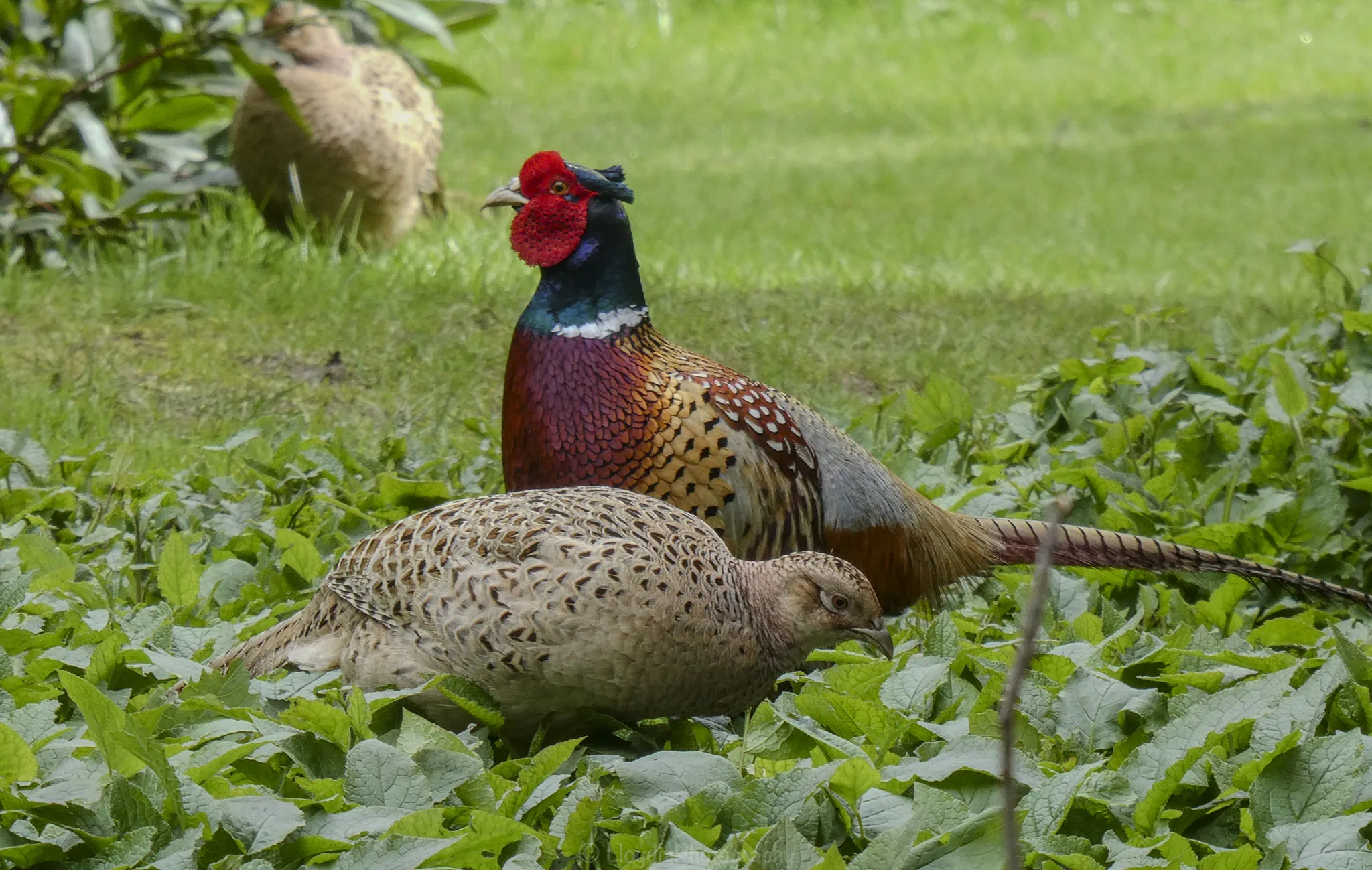 Male and Female Animals Together (not humans)