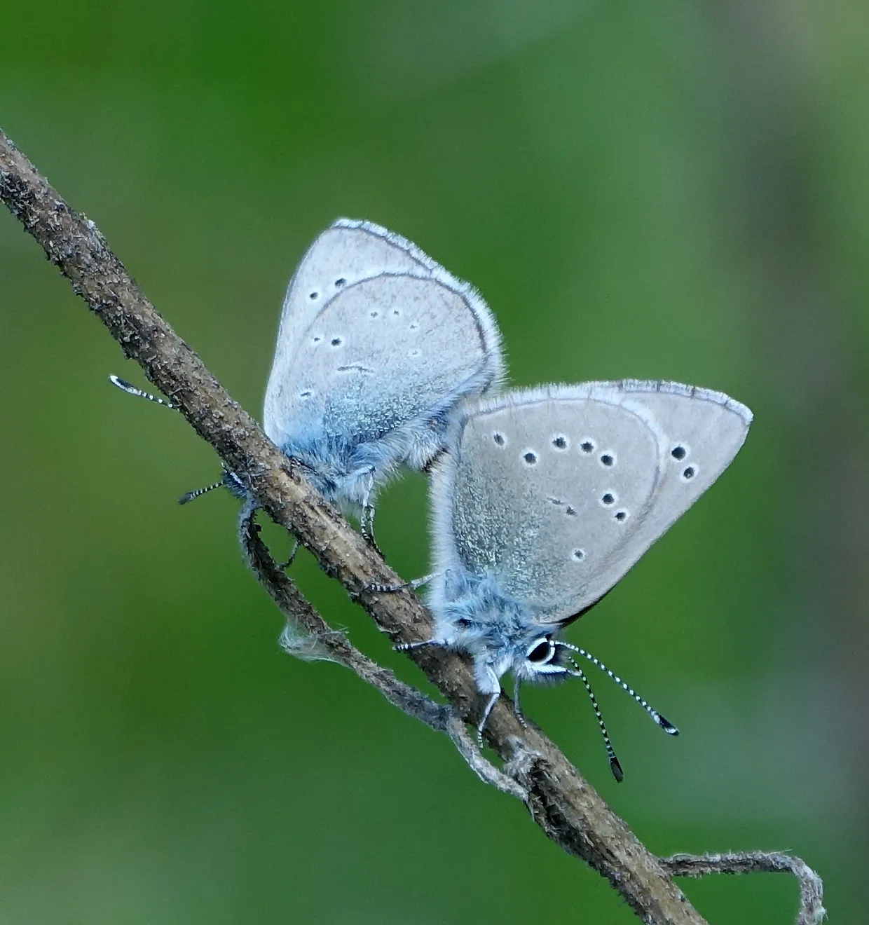 Blue Butterflies (in colour)