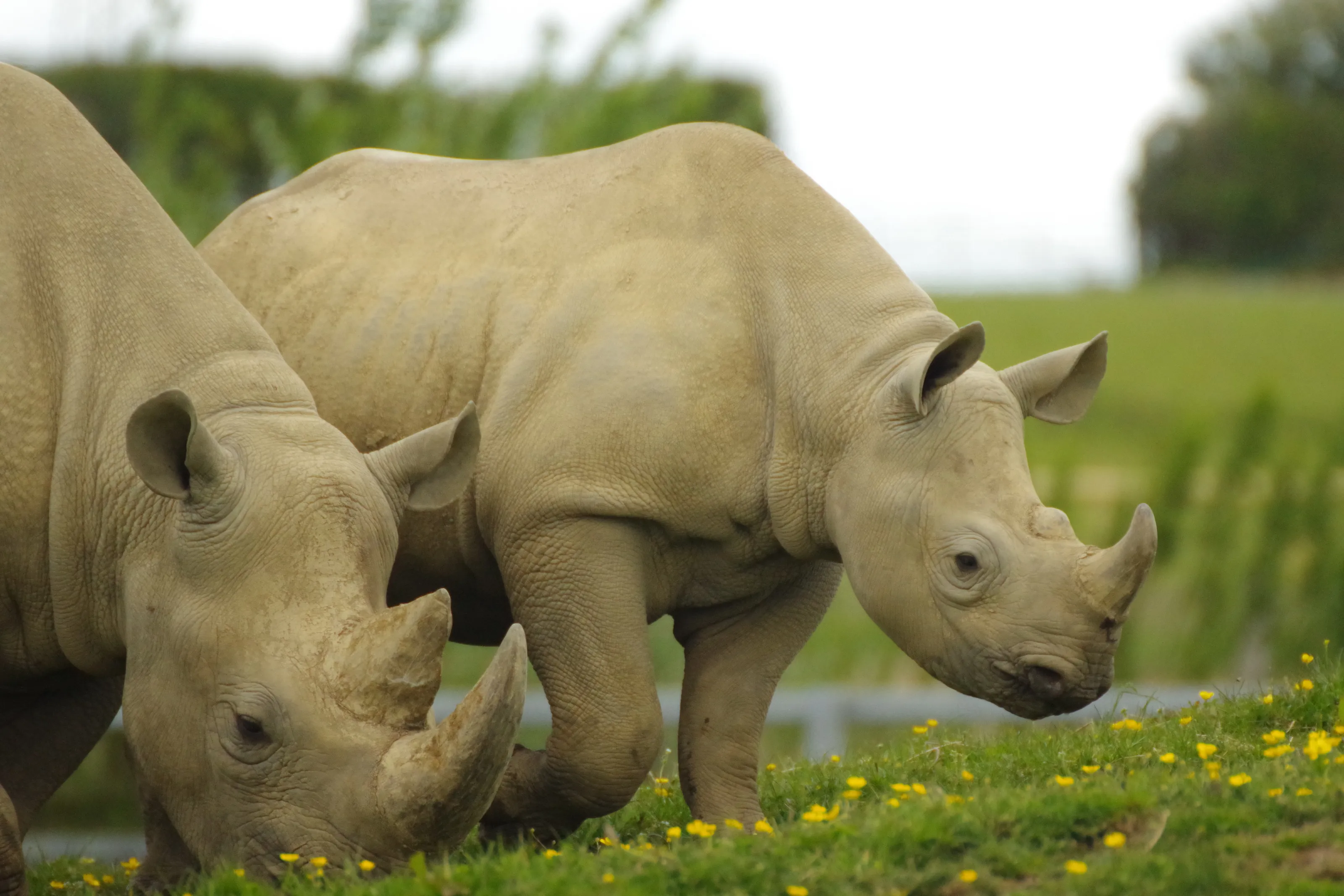 Rhinoceros
