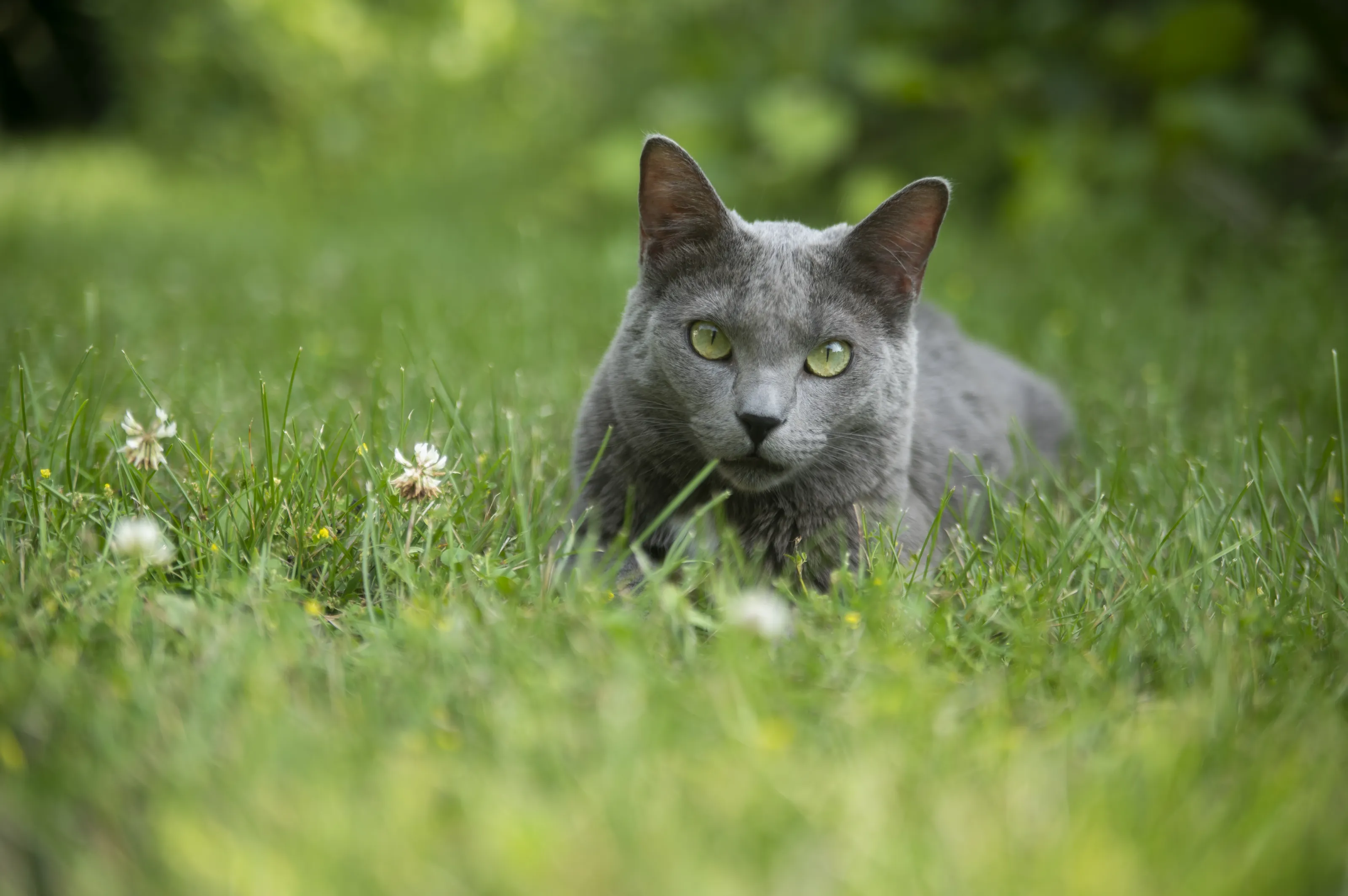 Pet Cats Outdoors