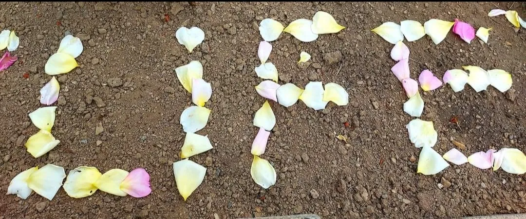 Flower Petals Not Attached to a Flower
