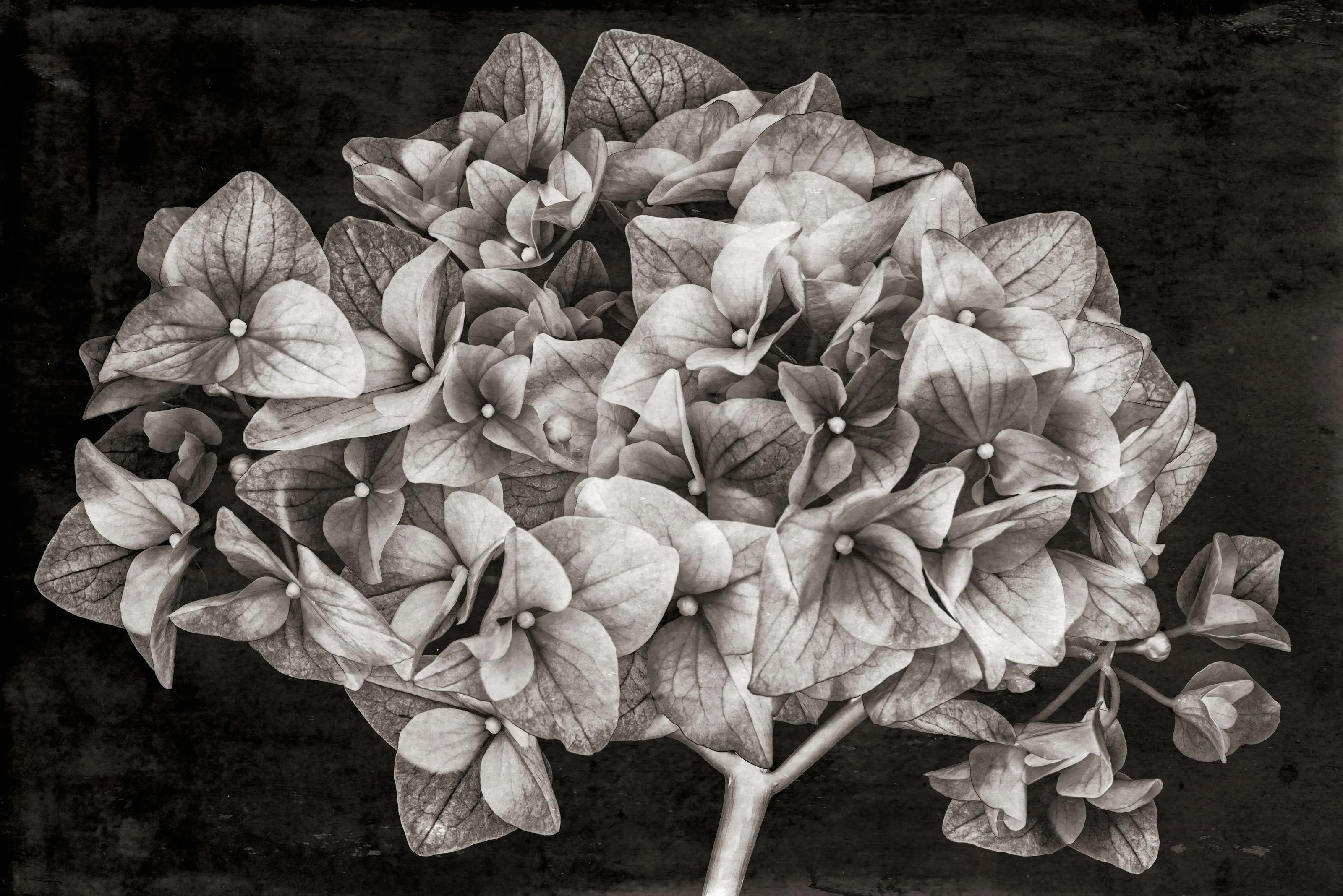 Flowers in Black and White