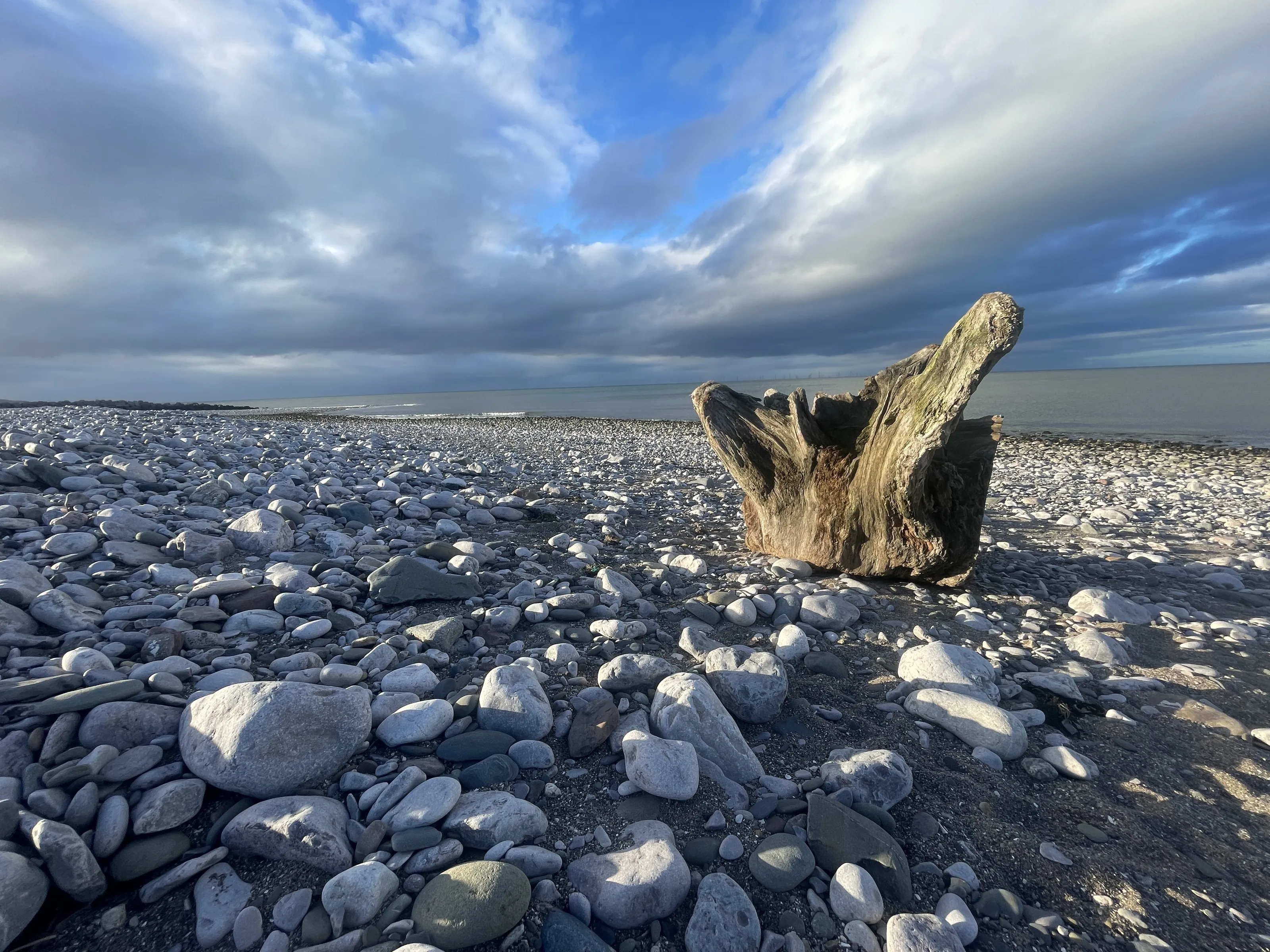 Dramatic Driftwood