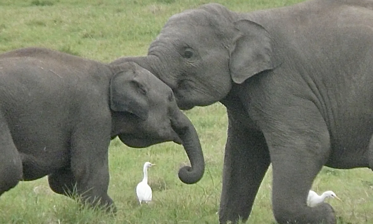 Motherly Love (in colour)