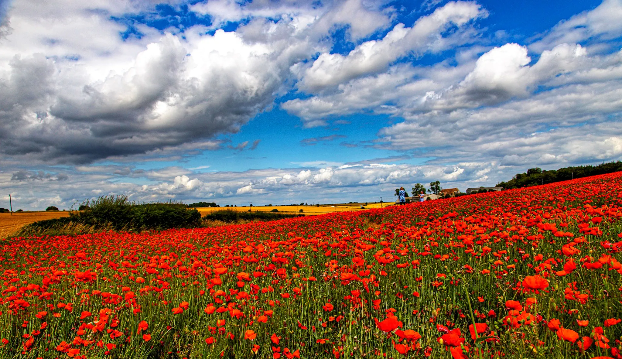 Poppies (in colour)