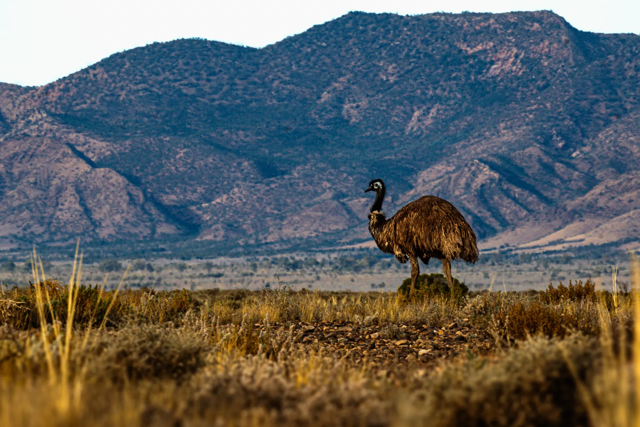 Wild Animals in the Landscape
