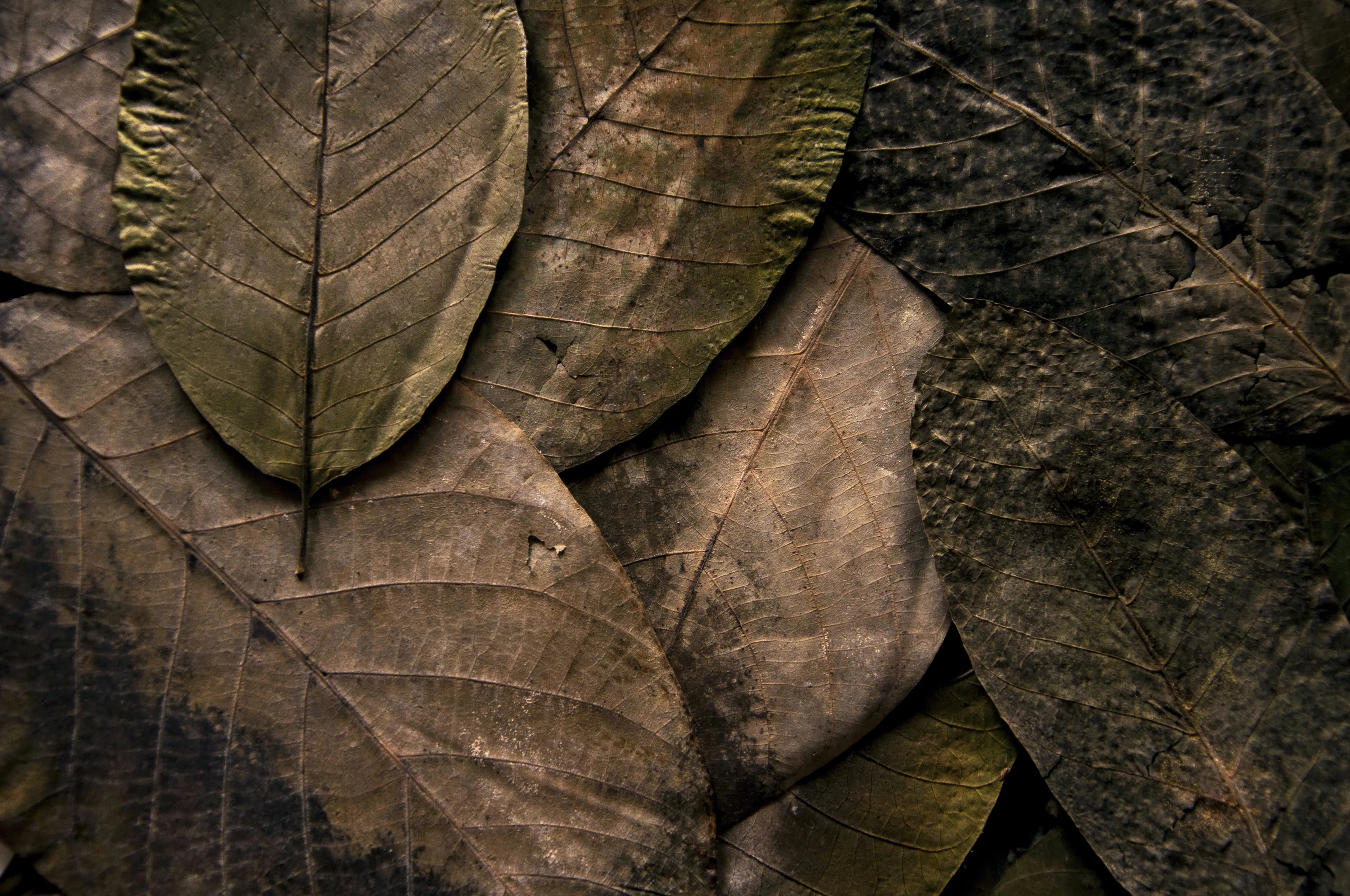Leaves in Close-Up