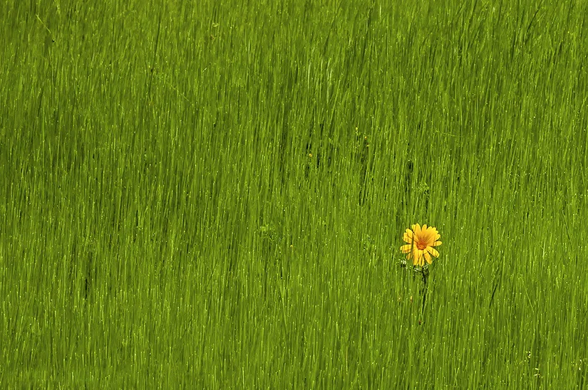 Grass