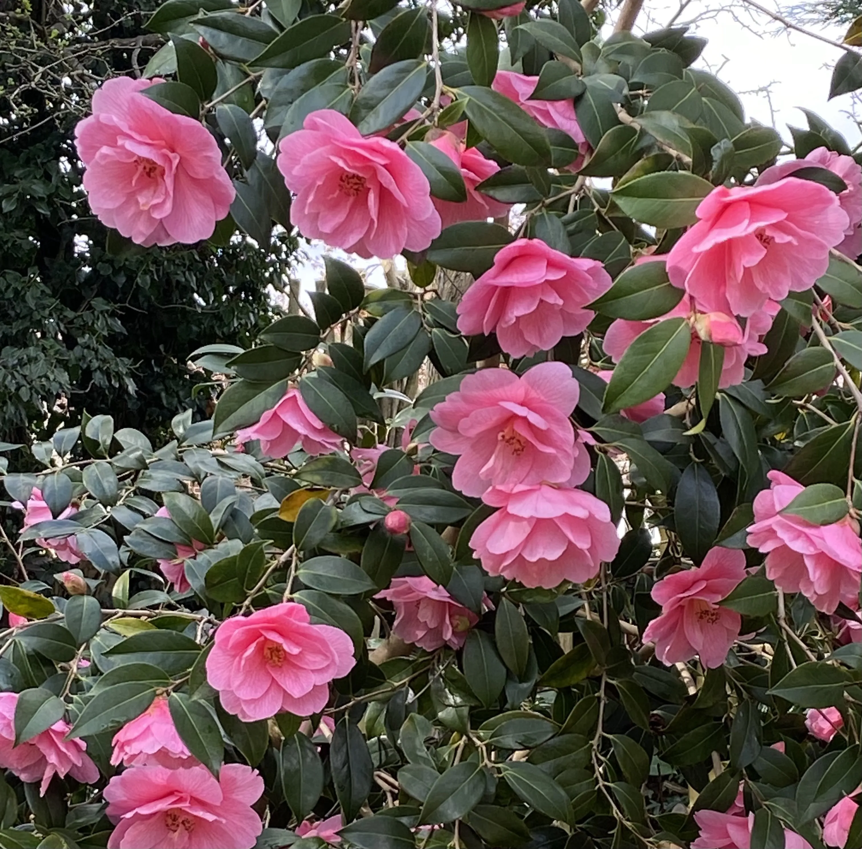 Pink and Green Together