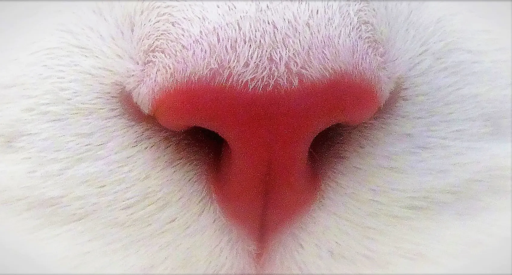 Just a Nose