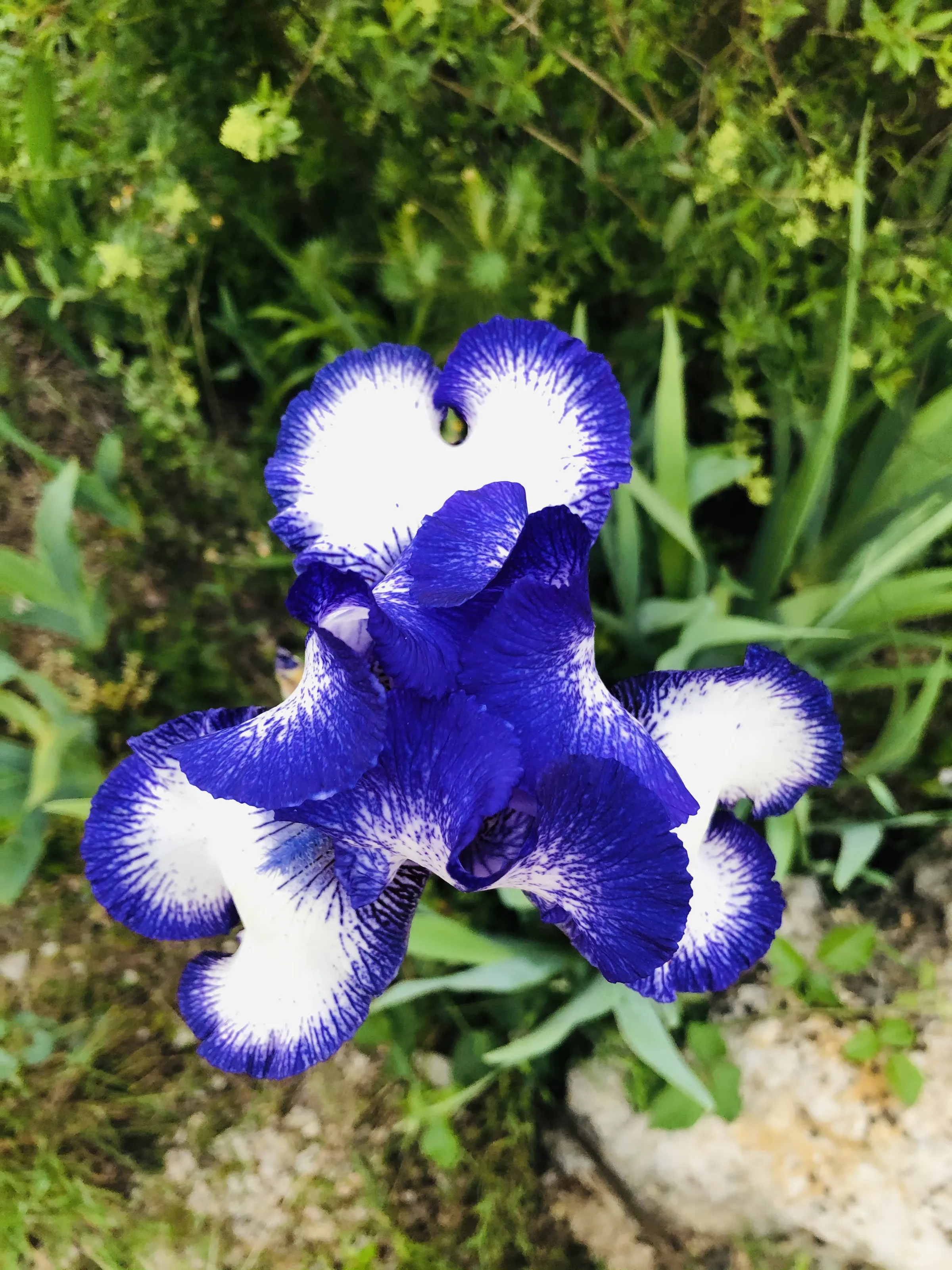 Iris Flowers