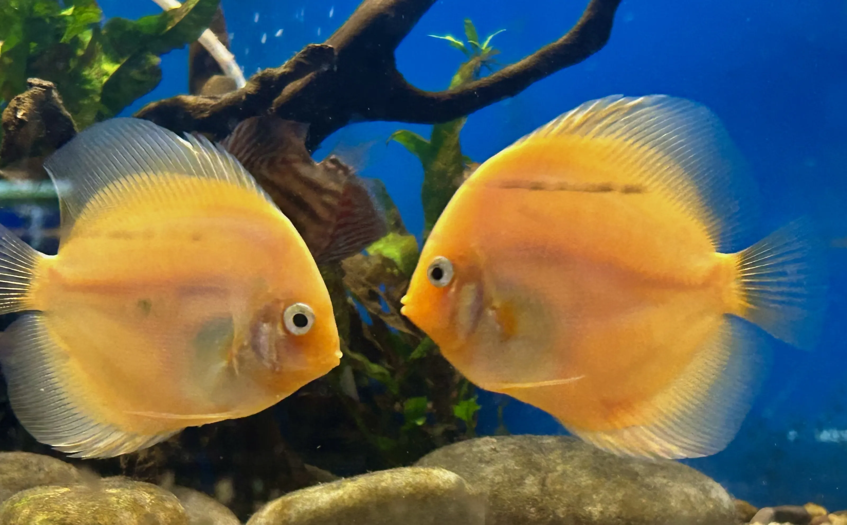 Live Fish (in colour)