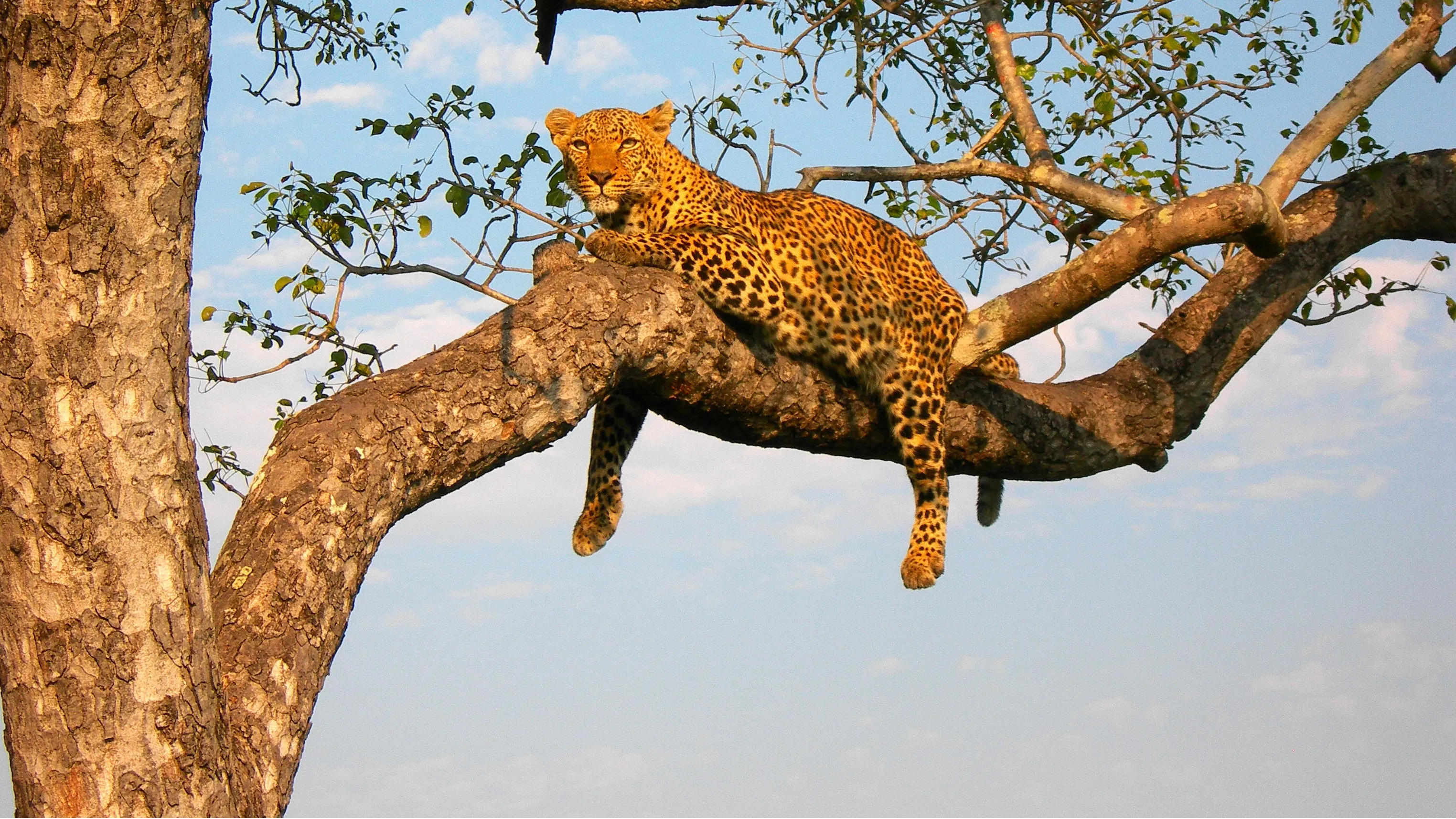 Wild Animals in a Tree (in colour)