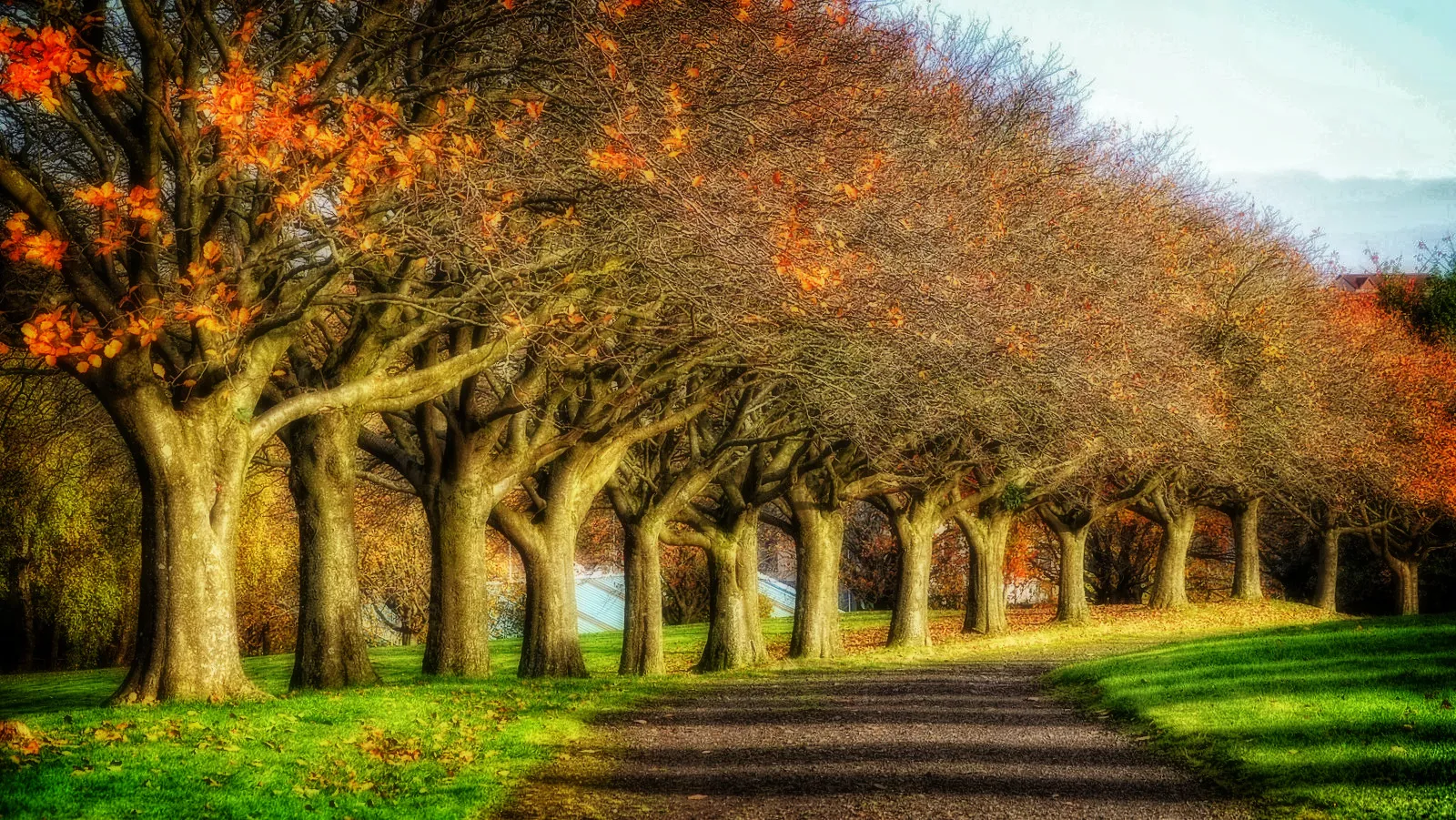 A Row of Trees
