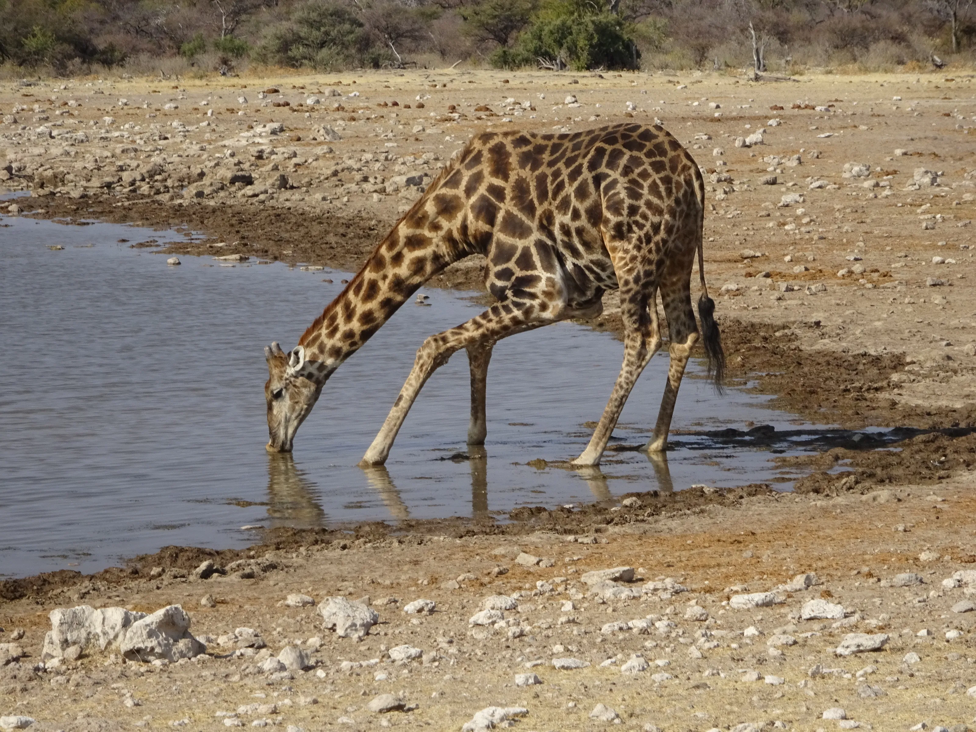 Wild Animals at Watering Holes