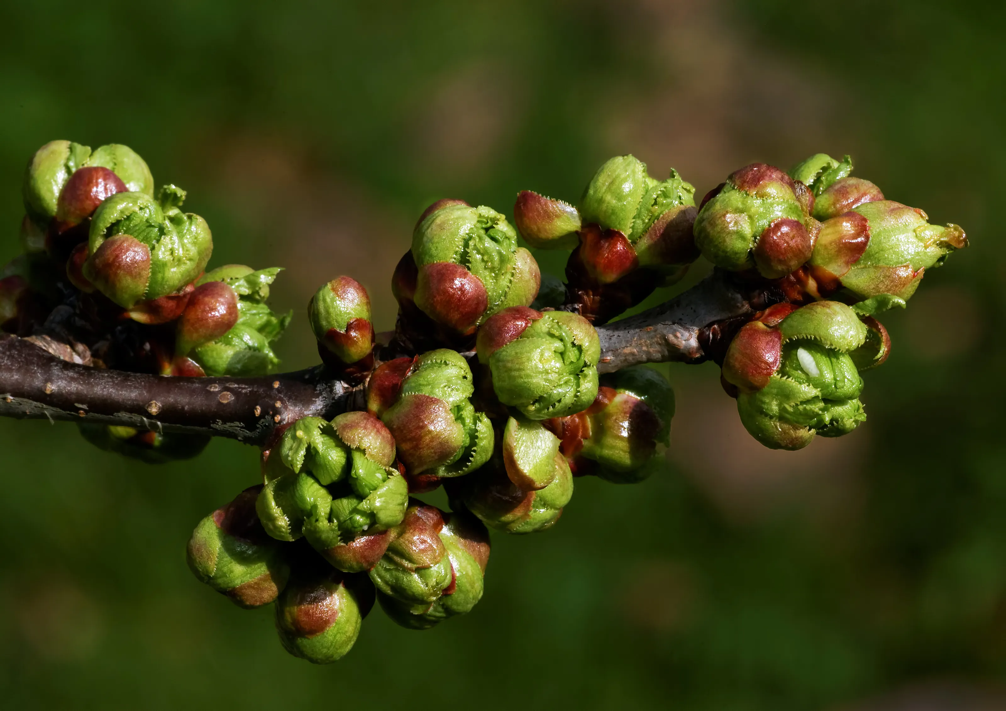 Trees Growing New Leaves in Spring