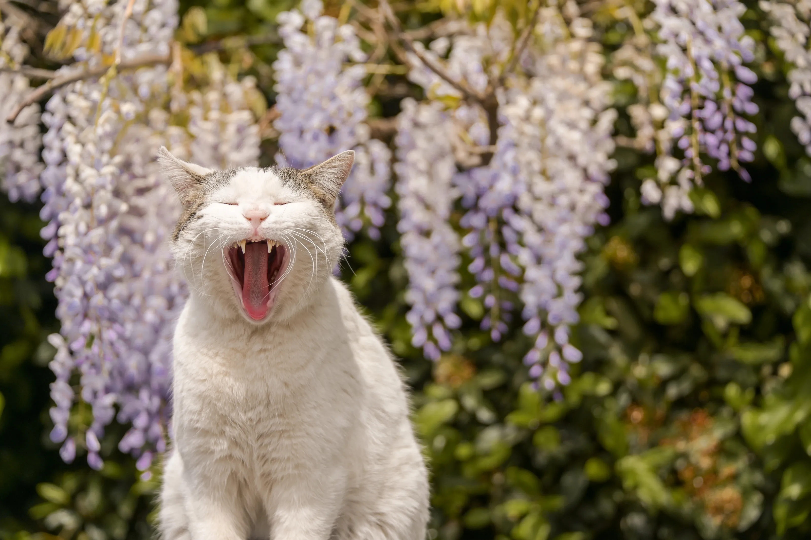Domestic Cats Yawning
