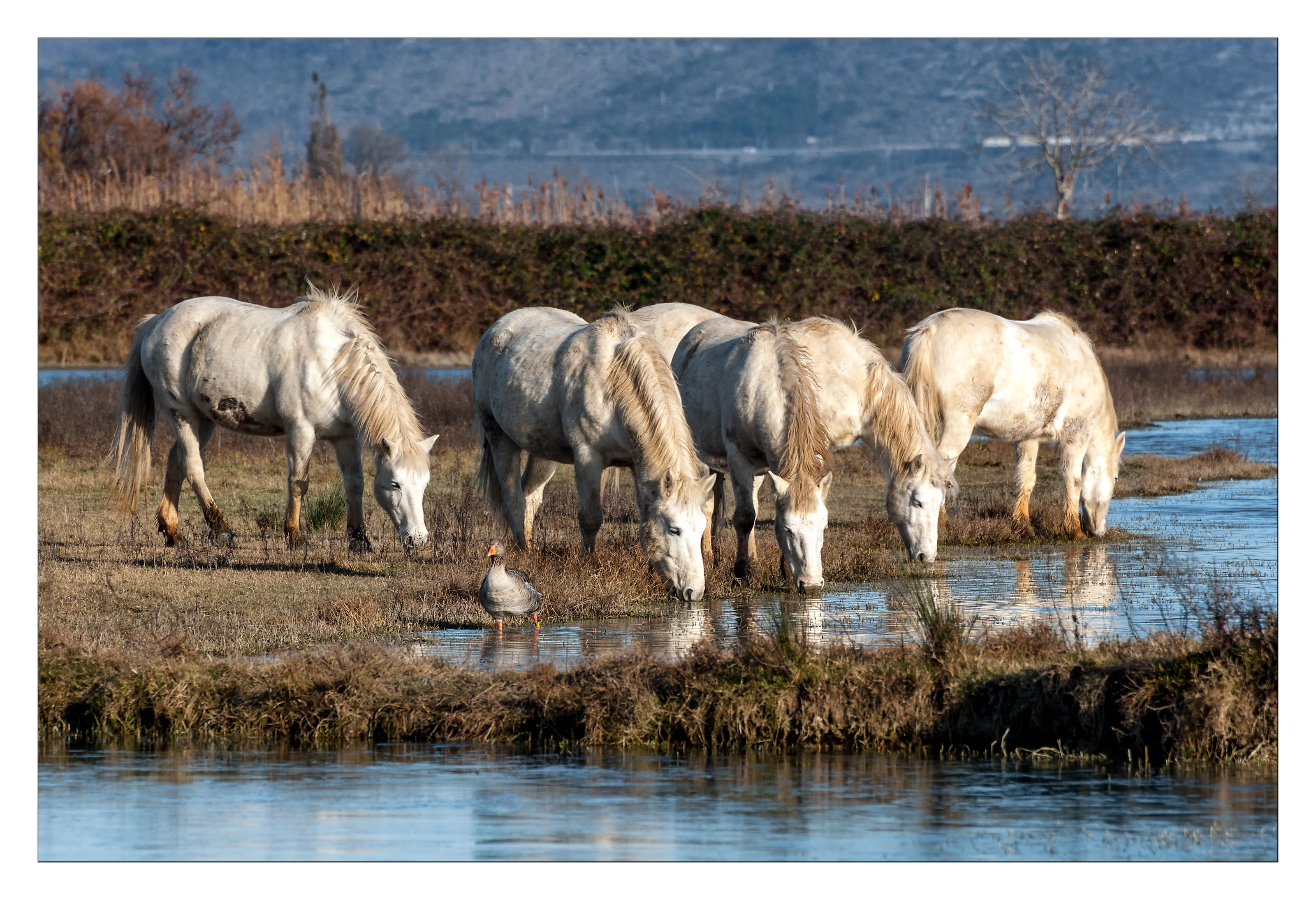 Wild Horses Roaming Free