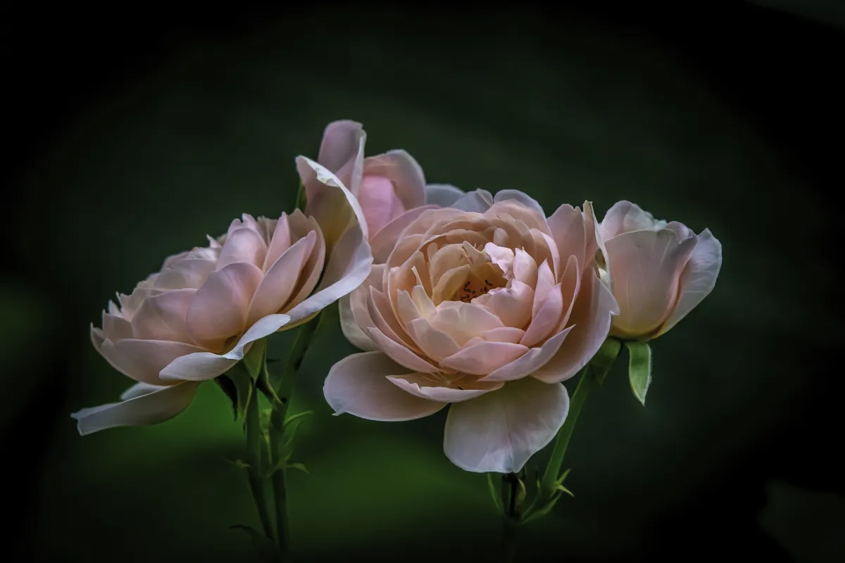 Two Colours (in colour)