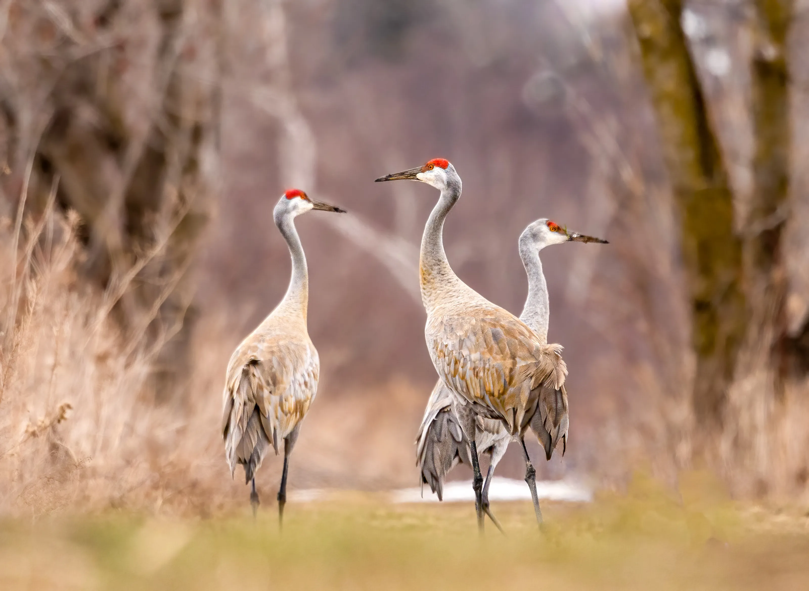 Crane Birds in the Landscape (not close-ups)