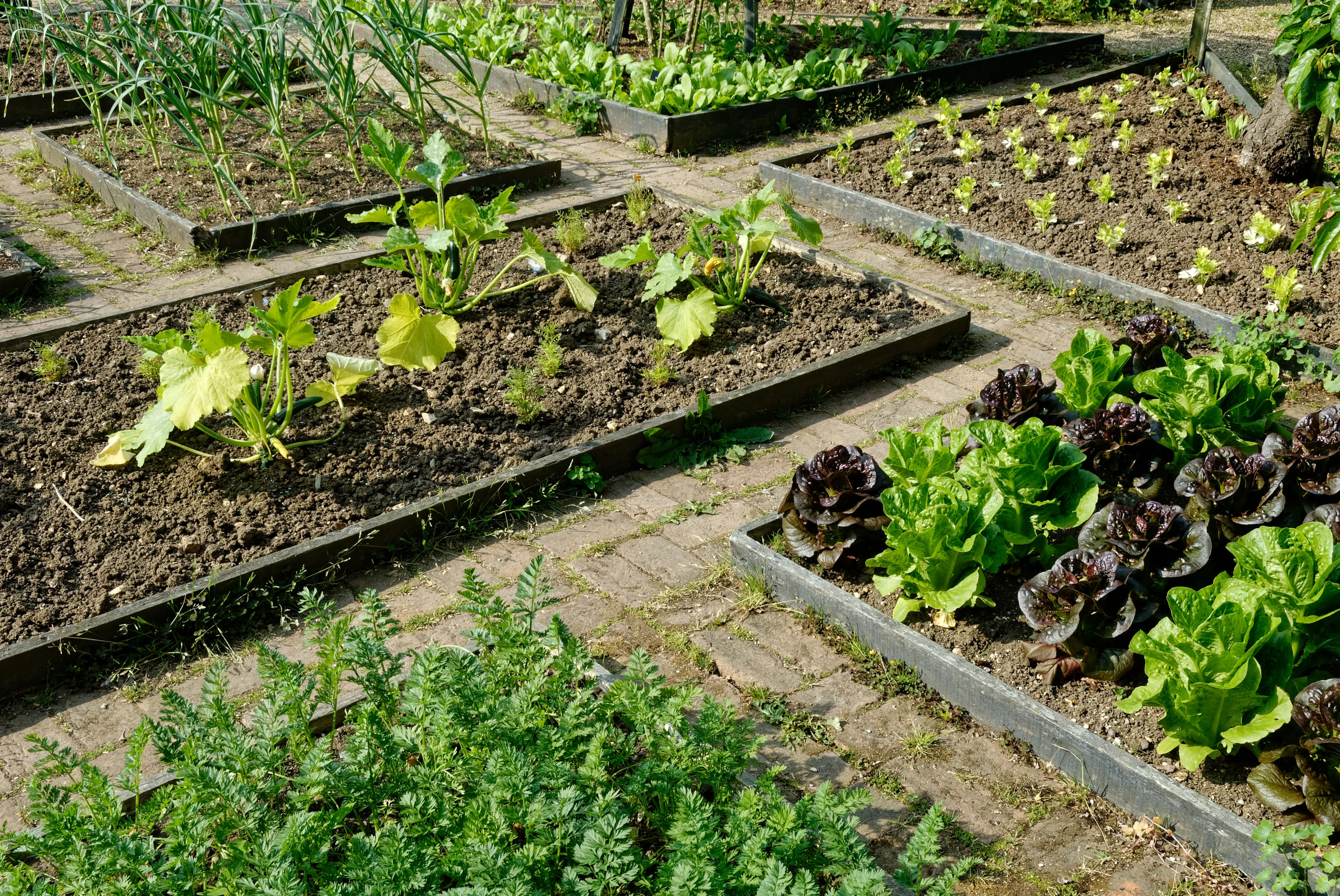 Vegetable Gardens (in colour)